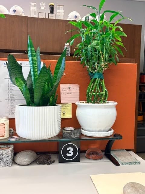 XLUX Soil Moisture Meter (Since 2015) - Durable 304 Stainless Steel Probe & Virgin ABS - Instant Read Hygrometer for Garden, Indoor & Outdoor Plants (Upgraded Design) customer photo 1