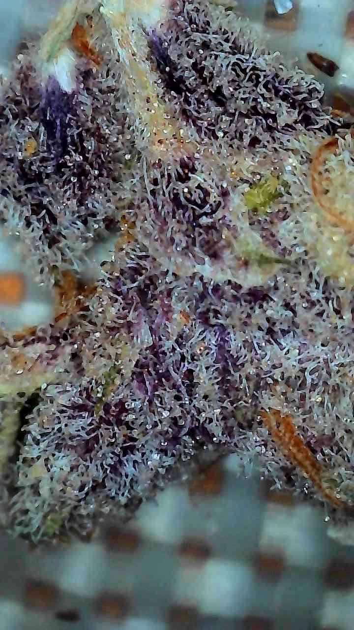 Wireless Digital Microscope, Skybasic 50X-1000X Magnification WiFi Portable Handheld Microscopes with Adjustable Stand HD USB Microscope Camera Compatible with iPhone Android iPad Windows Mac Computer customer photo 2