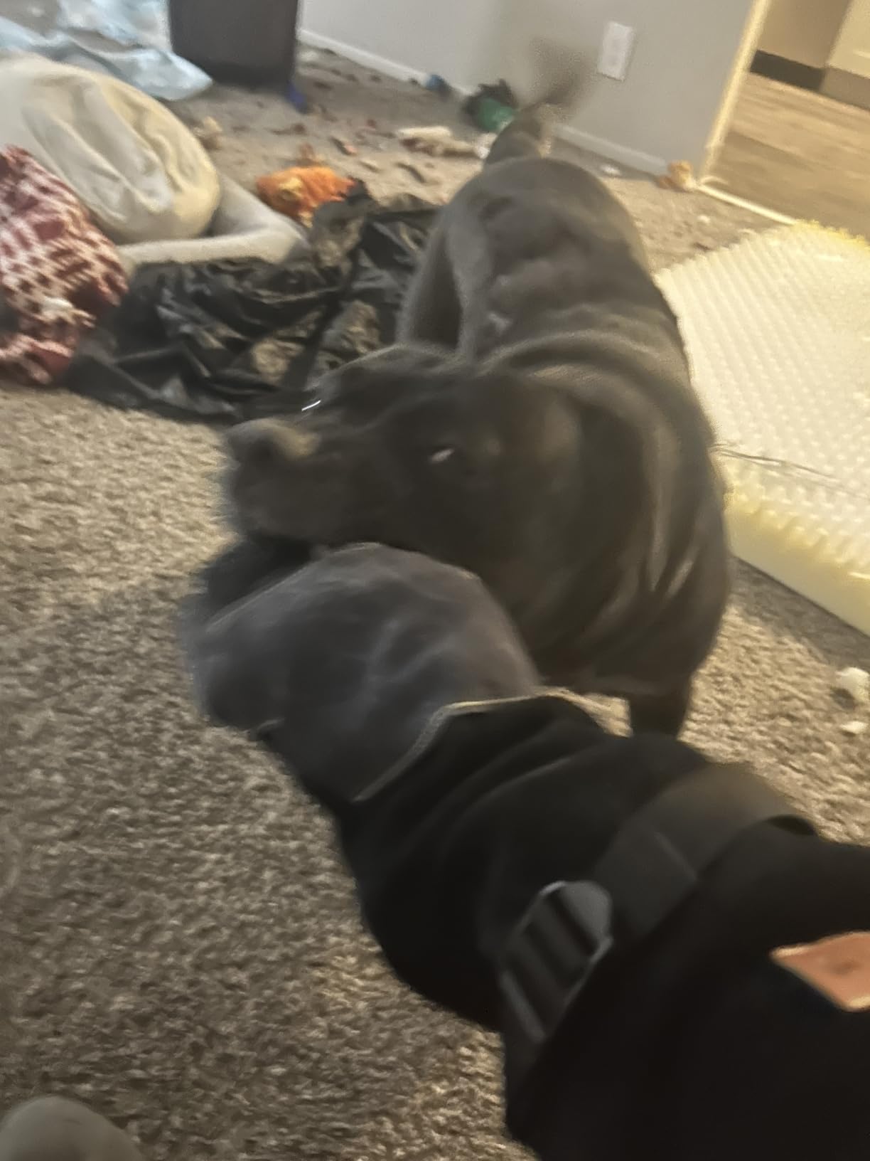 WZQH 16 Inches,932℉,Leather Welding Gloves, Heat/Fire Resistant,Large Mitts for BBQ,Oven,Grill,Fireplace,Tig,Mig,Forge,Baking,Furnace,Stove,Pot Holder,Animal Handling Glove.L Black-gray customer photo 2