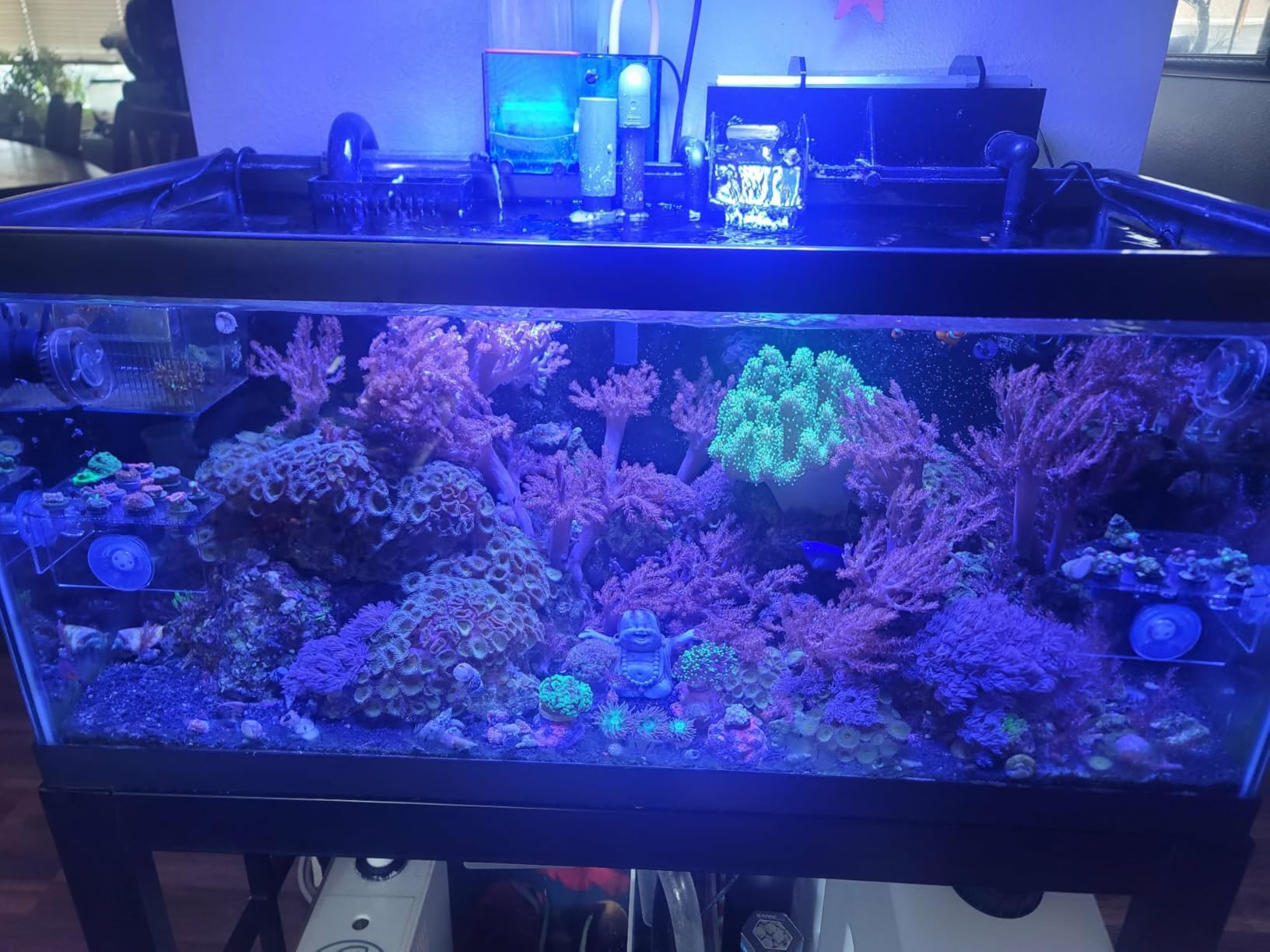VIPARSPECTRA 165W LED Aquarium Light Dimmable Full Spectrum LED Reef Lights for Coral Saltwater Fish Tank, Remote/Timer Control, Programmable Auto On/Off, Blue/White Dual Channel Brightness 0-100% customer photo 1