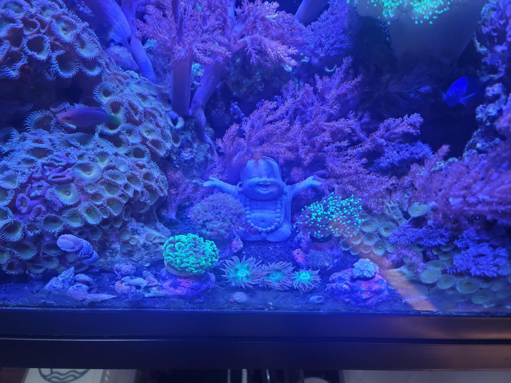 VIPARSPECTRA 165W LED Aquarium Light Dimmable Full Spectrum LED Reef Lights for Coral Saltwater Fish Tank, Remote/Timer Control, Programmable Auto On/Off, Blue/White Dual Channel Brightness 0-100% customer photo 2