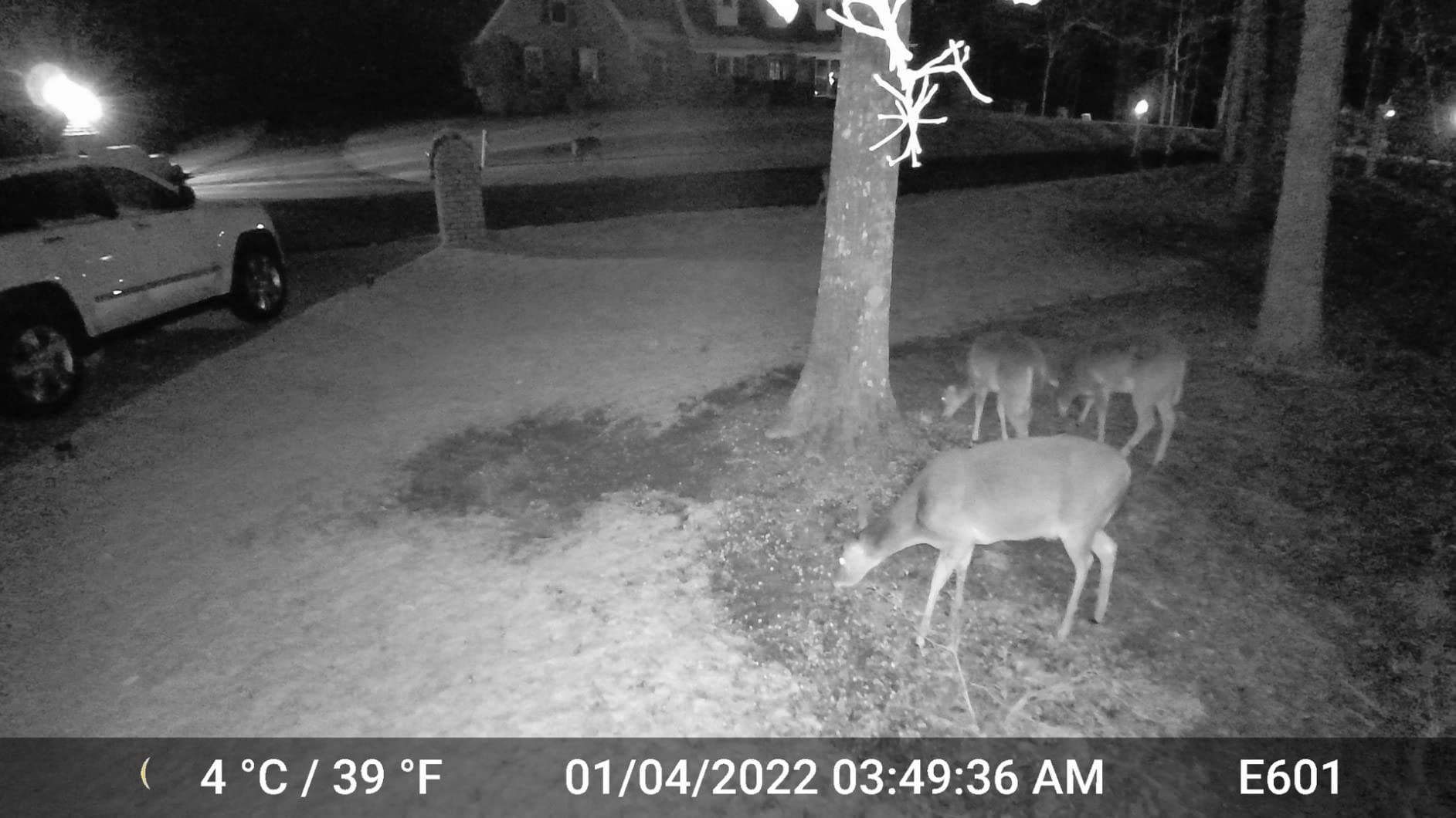 GardePro E6 WiFi Trail Camera (Non-Cellular), Stable WiFi with External Antenna, On-Site App Viewing, 64MP 1296P HD, No-Glow Night Vision, Motion Activated Waterproof Game Camera customer photo 1