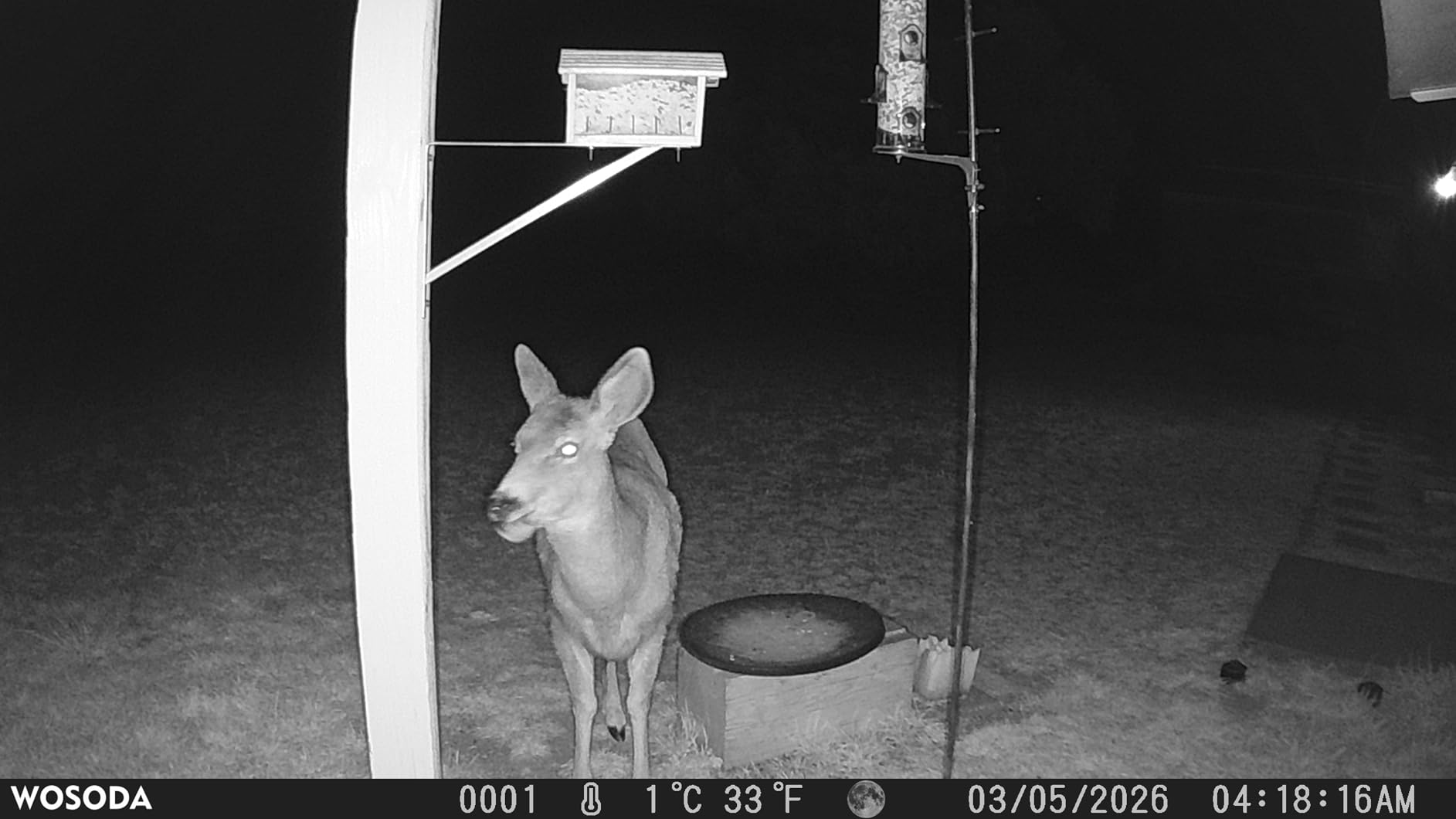 WOSPORTS Trail Camera, 56MP 4K 0.2S Trigger Motion Activated, Game Camera with Night Vision IP66 Waterproof 2.0''LCD 120°Wide Trail Cam Lens for Outdoor Scouting Wildlife Monitoring customer photo 2