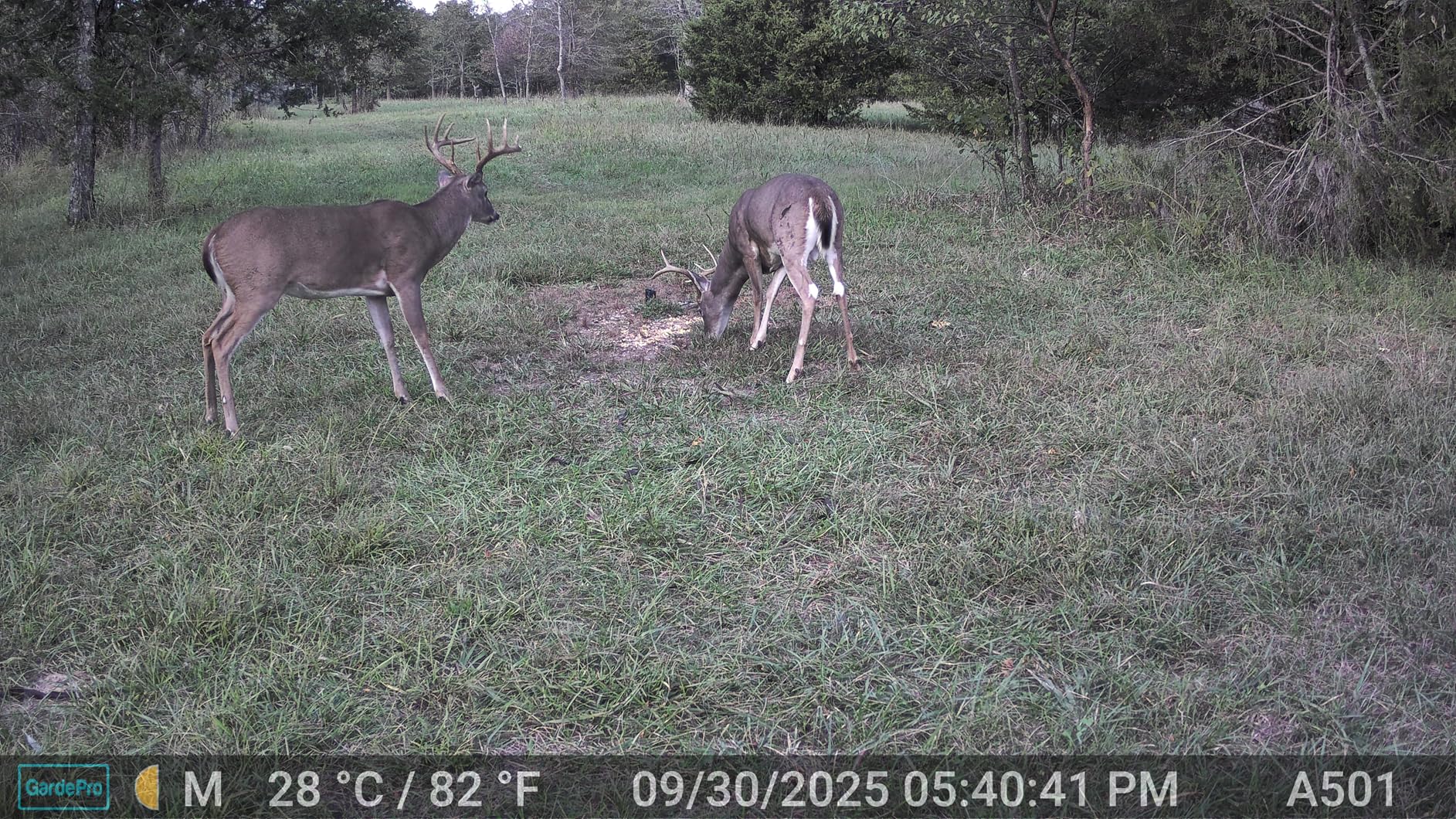 GardePro E5S Trail Camera (Non-Cellular, Non-WiFi), 64MP Photo & 1296P HD Video, 0.1s Trigger, 100ft No-Glow Night Vision, Motion Activated Wildlife Camera customer photo 2