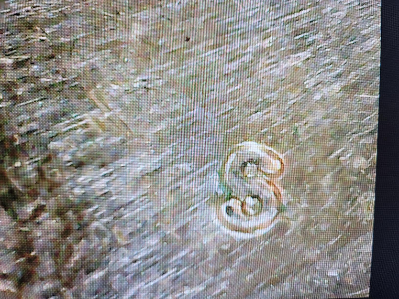 USB Microscope Camera with Stand & Carrying Case, Cainda Digital Microscope Compatible with Android Windows Linux Mac, Portable Magnifier Camera for Kids Students Adults(Not for iPhone/iPad) customer photo 1