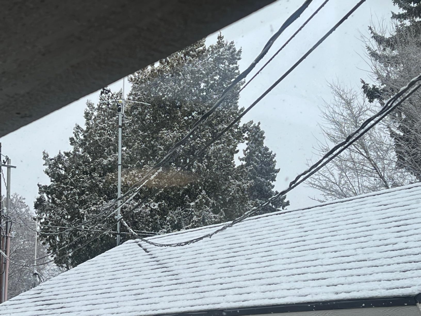 30 Meters 4 Core Industrial TPU LC to LC Outdoor Armored Fiber Optic Cable, 4 Strands OS2 Single Mode Fiber Patch Cable with LC Connectors, 9/125um, OD-5mm, Direct Burial LC-LC customer photo 1