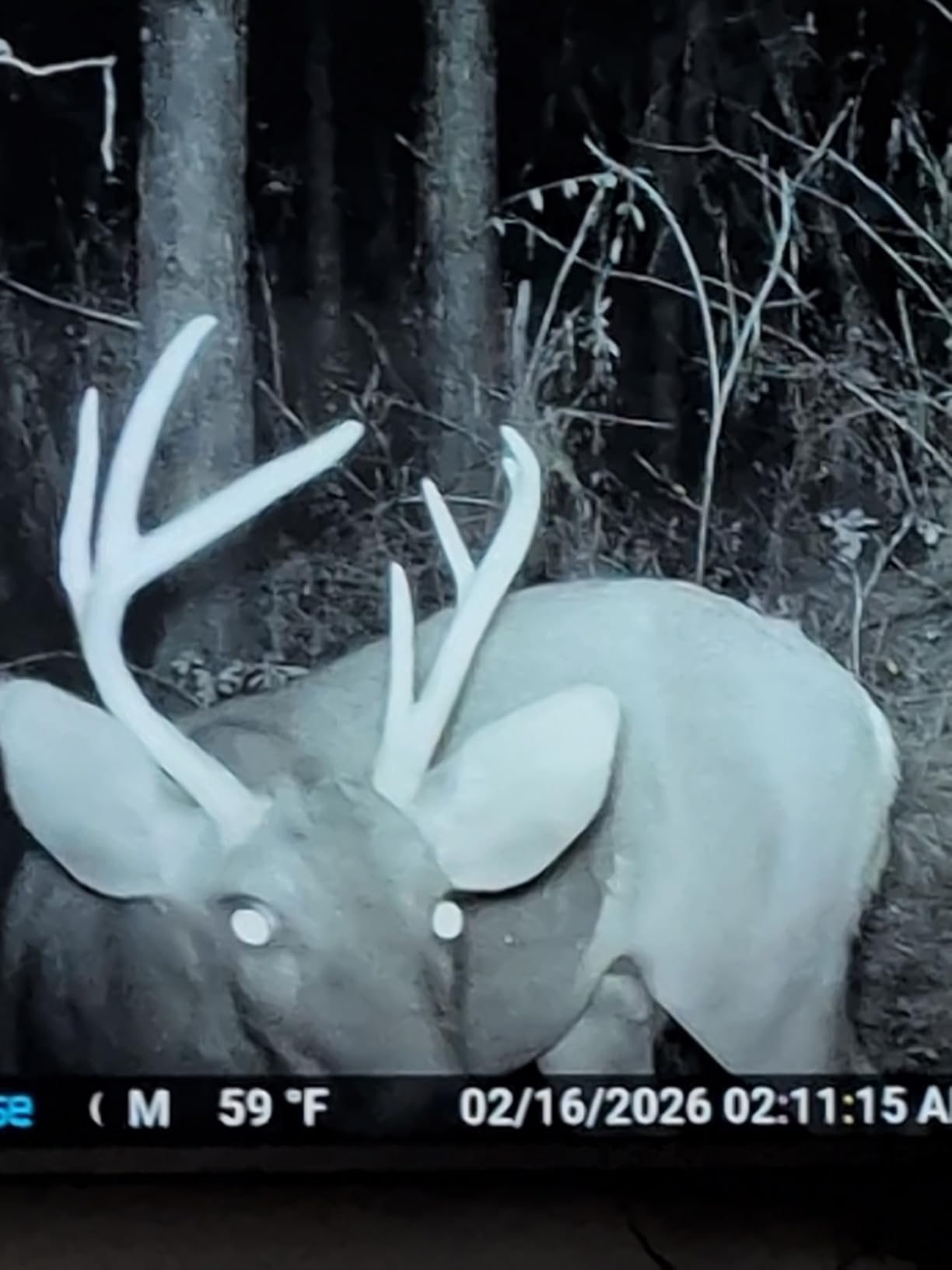 Meidase P70 (Non-Cellular, Non-WiFi) Trail Camera, 64MP 1296p, Game Cameras with No-Glow IR Night Vision, Motion Activated, Waterproof for Wildlife Deer Cams customer photo 1