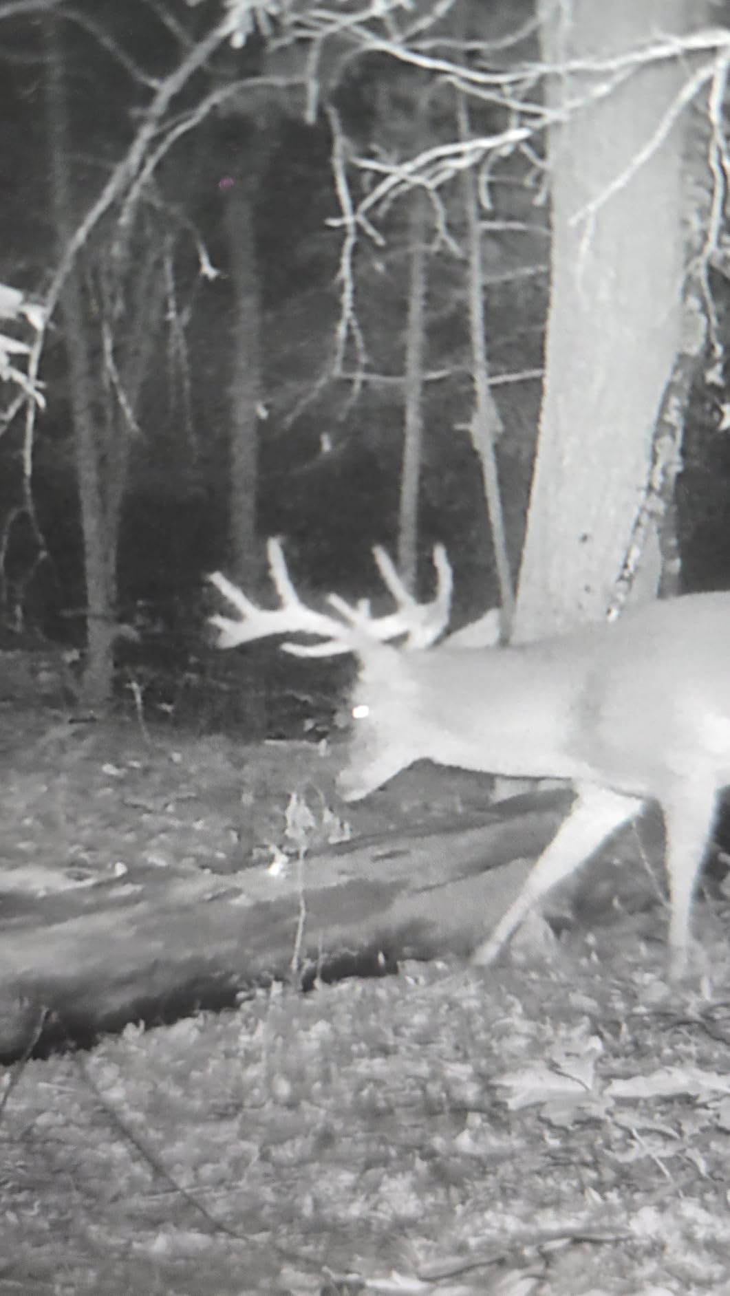 GardePro A50 Trail Camera (Non-Cellular, Non-WiFi), Enhanced Low-Light Performance, True 4K Video, 0.1s Trigger, 100ft No-Glow Night Vision, Motion Activated Wildlife Camera customer photo 1