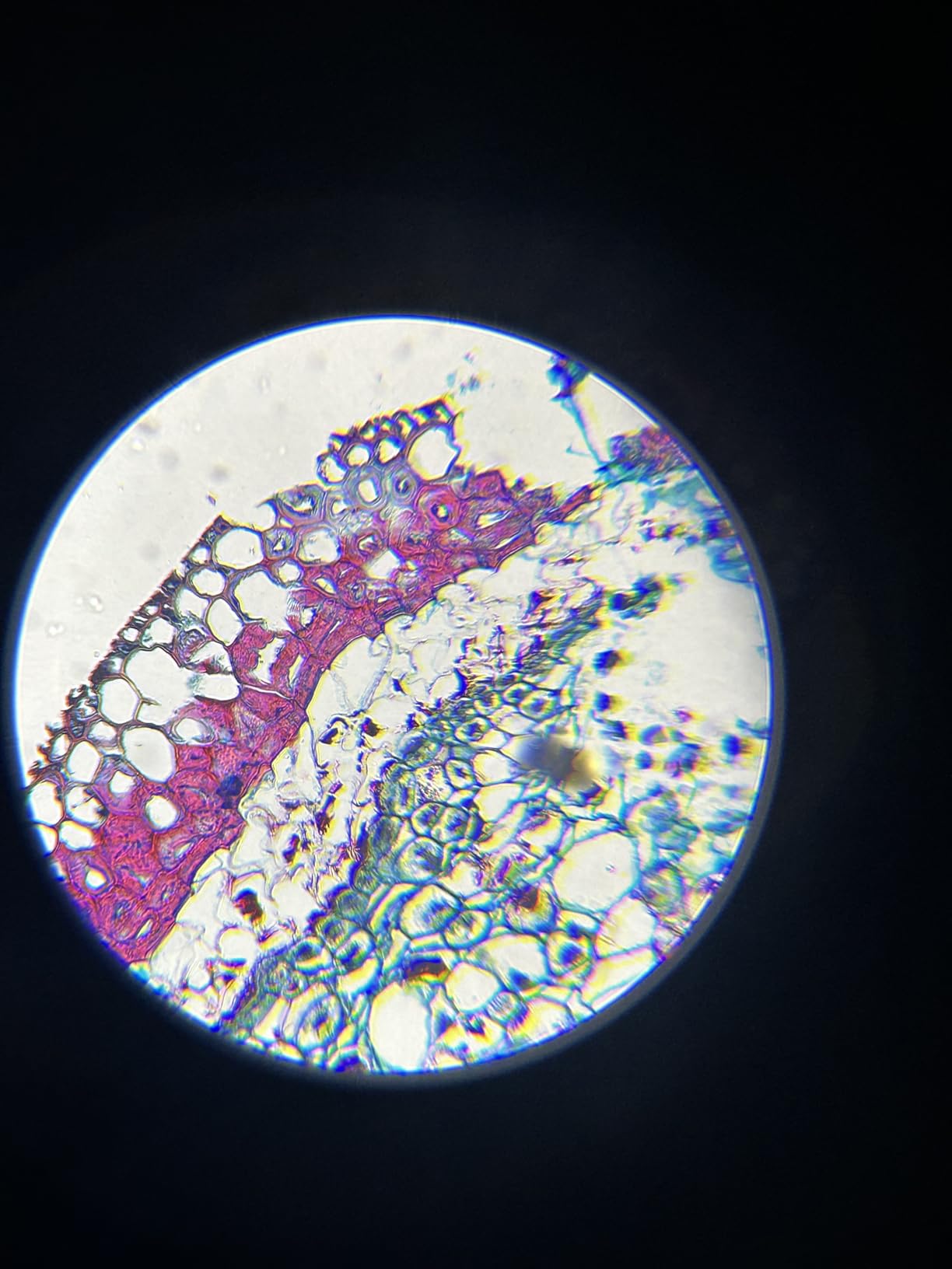 Compound Binocular Microscope for Adults, Professionals & Kids, 40X-2000X Magnification with LED Illumination, Mechanical Stage, WF10x & WF25x Eyepieces customer photo 1