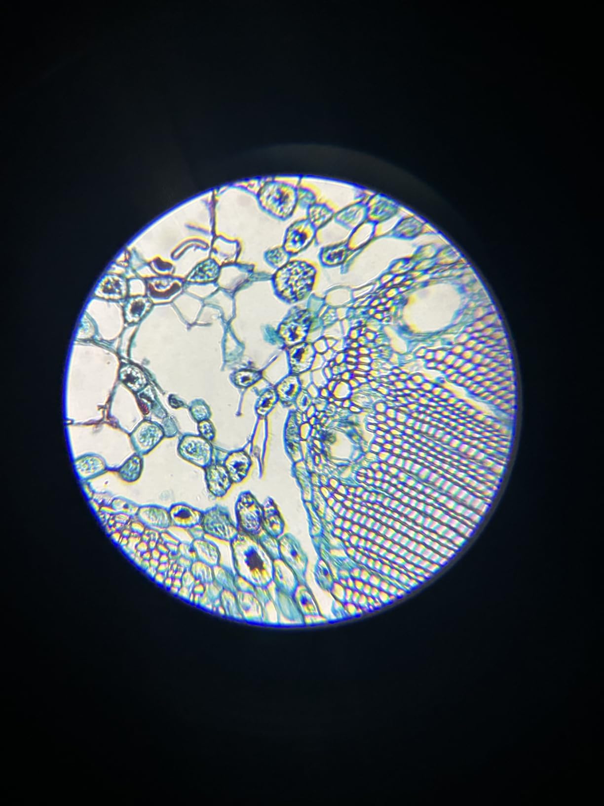 Compound Binocular Microscope for Adults, Professionals & Kids, 40X-2000X Magnification with LED Illumination, Mechanical Stage, WF10x & WF25x Eyepieces customer photo 2