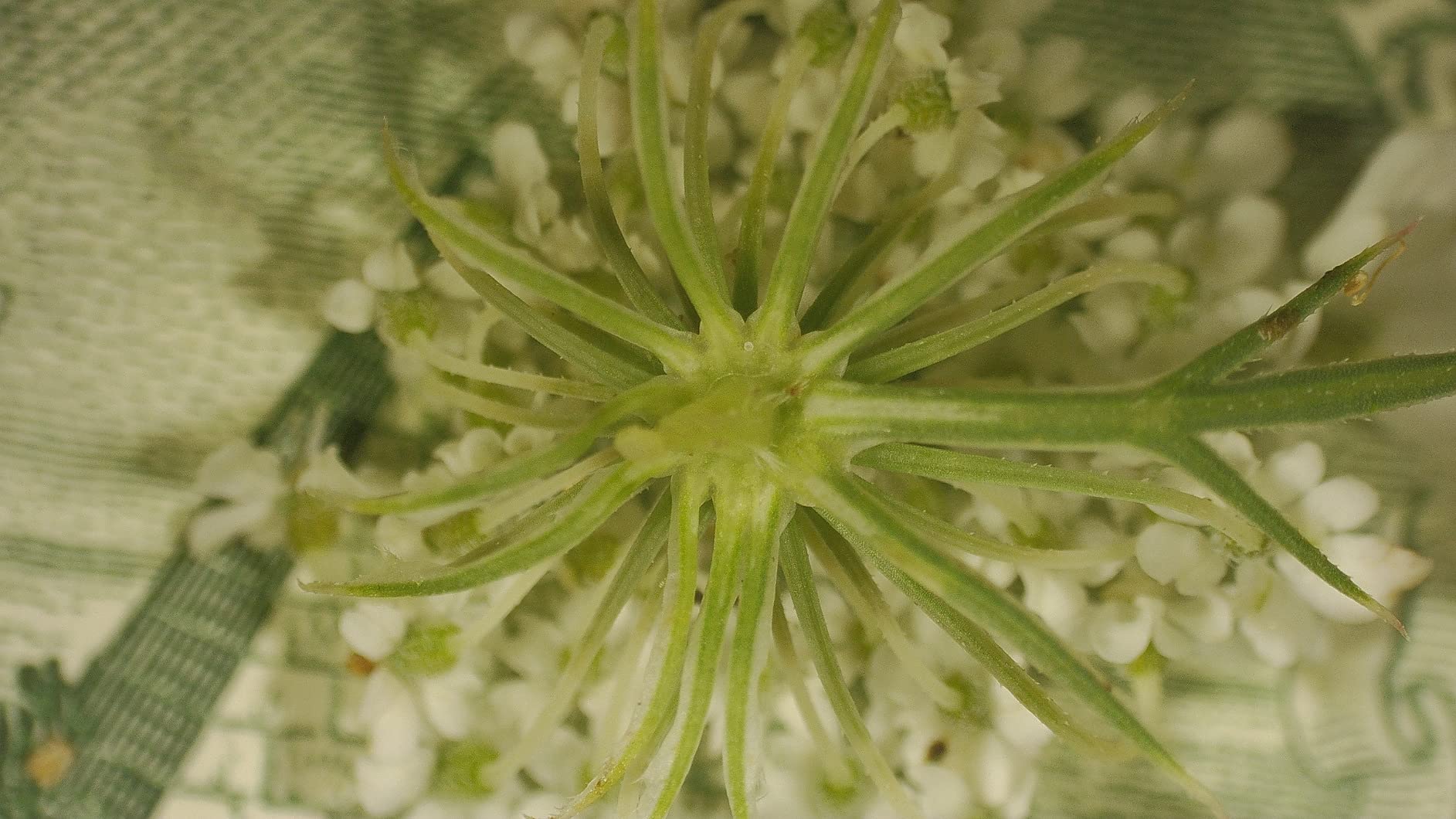 TOMLOV 3D Digital Soldering Microscope: Magnetic Dual Lens Micro Scope TM3K-3D Max For Adult, Coin Microscope with Flex Arm, 3K 10.1-Inch IPS Screen, HDMI/USB Output, Gooseneck Light, Repair Mat, 16GB customer photo 2