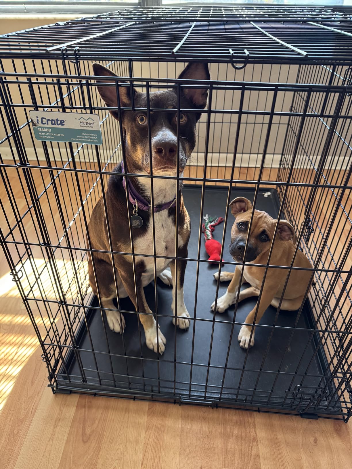MidWest Homes for Pets 48-Inch iCrate for Extra-Large Breeds, 90-110 lbs, Double Door Folding Dog Crate with Divider Panel, Leak-Proof Tray & Secure Latches, Portable, Durable & Easy to Assemble customer photo 1