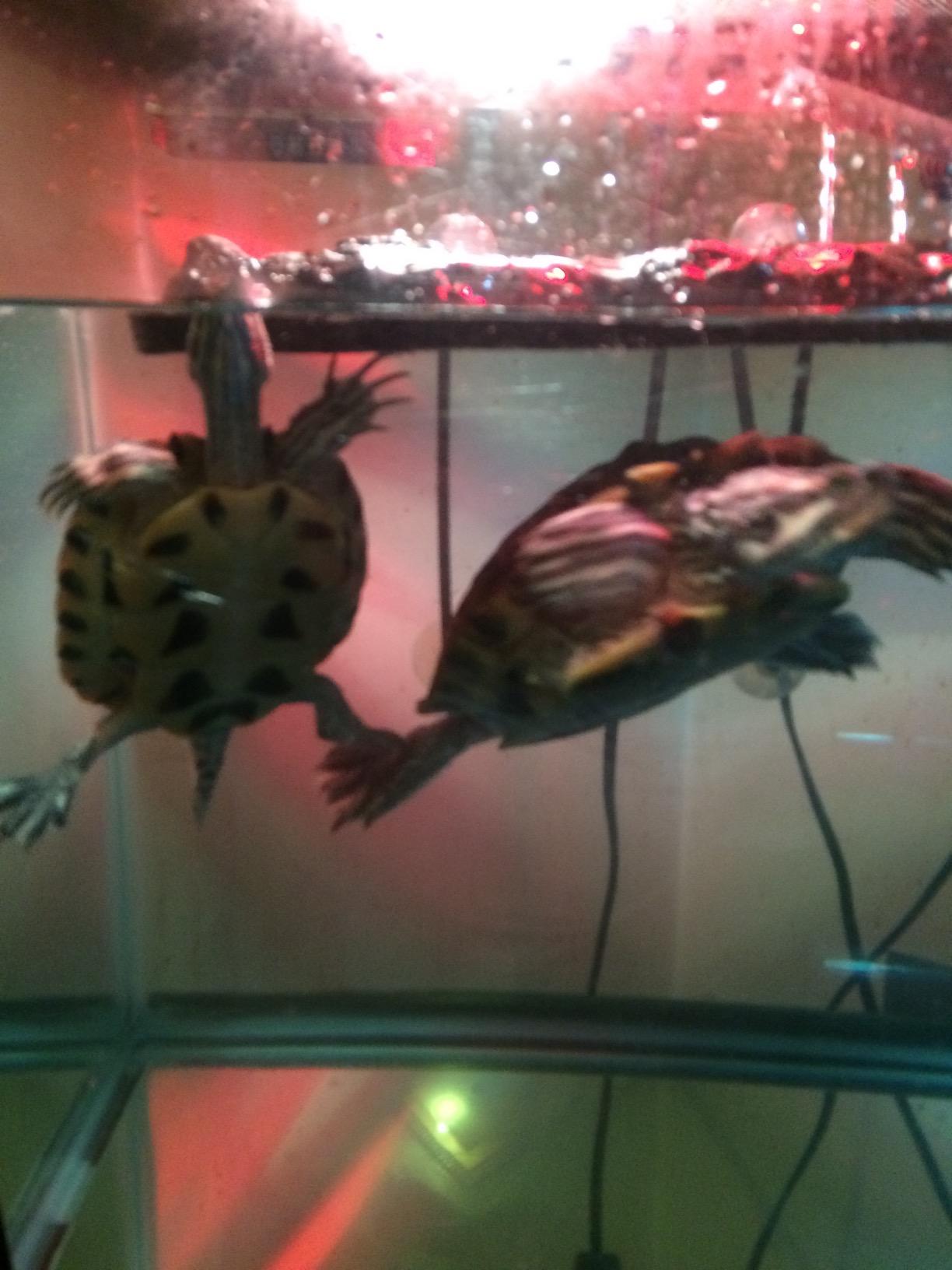 Zoo Med Day & Night Reptile Bulb Combo Pack customer photo 1