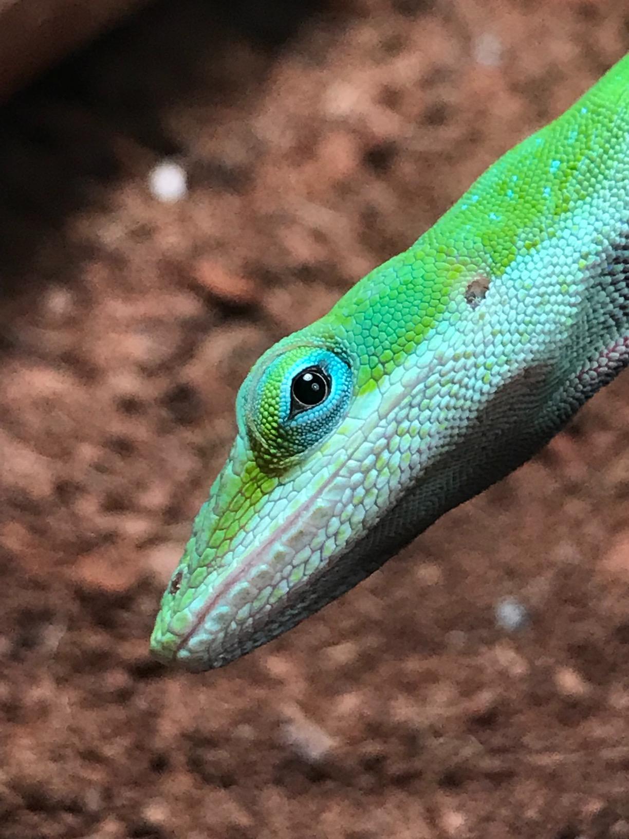 Zoo Med Day & Night Reptile Bulb Combo Pack customer photo 2