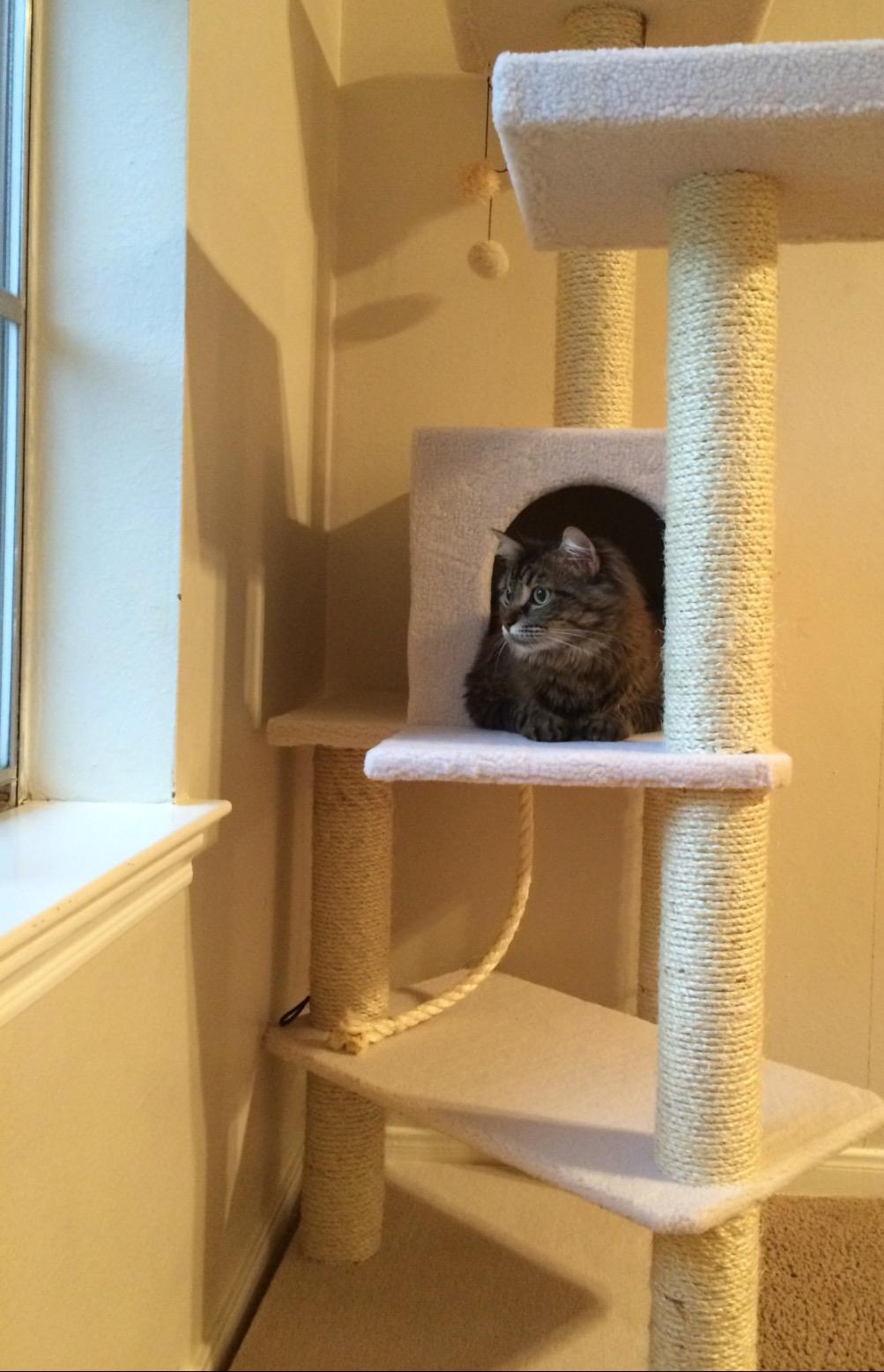 Armarkat Real Wood 57-Inch Cat Tree, Ivory customer photo 2