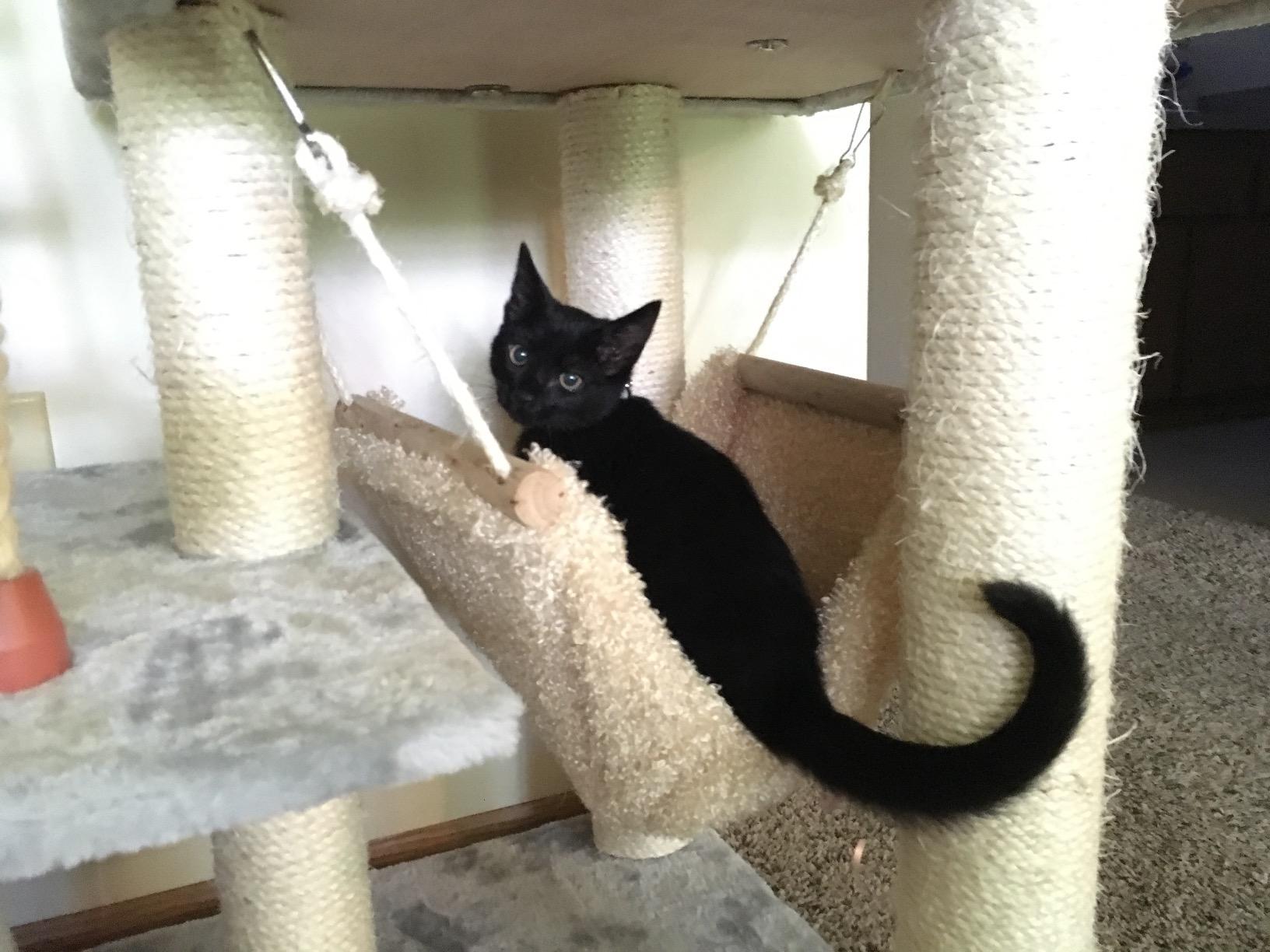 Armarkat Cat Tree Model A7802, Silver Gray customer photo 1
