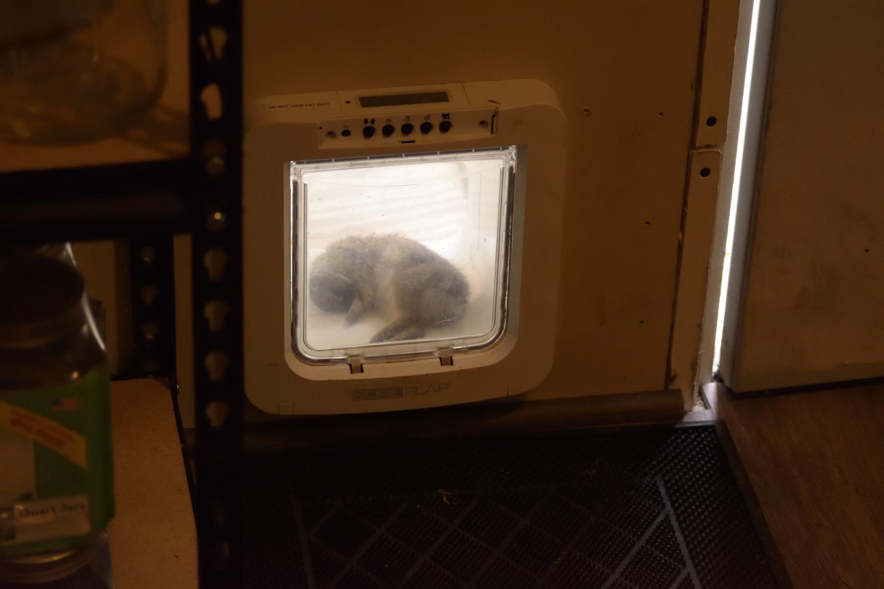 SureFlap Microchip Pet Door (White) customer photo 2