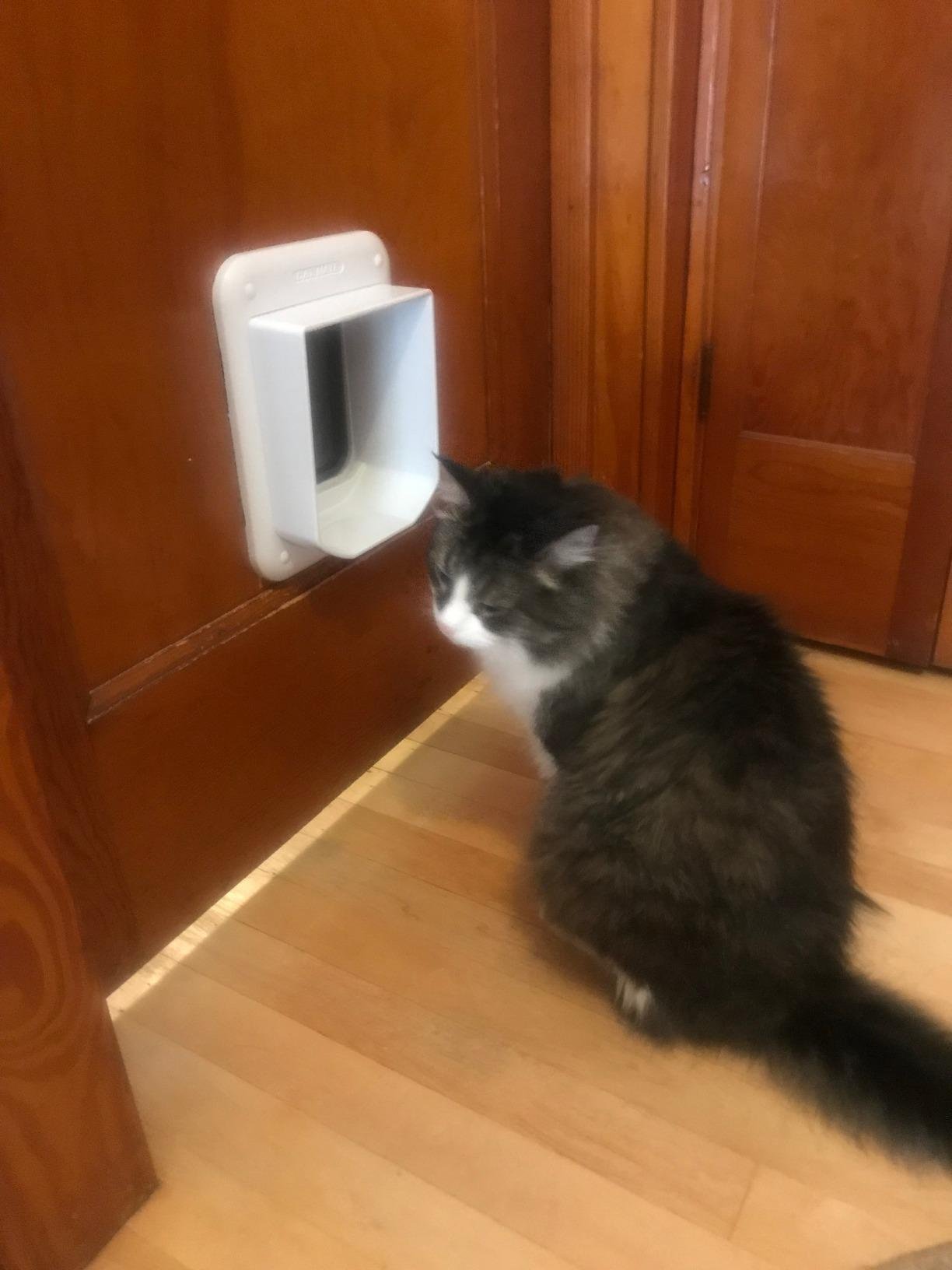 Cat Mate Microchip Activated Cat Flap (360) customer photo 1