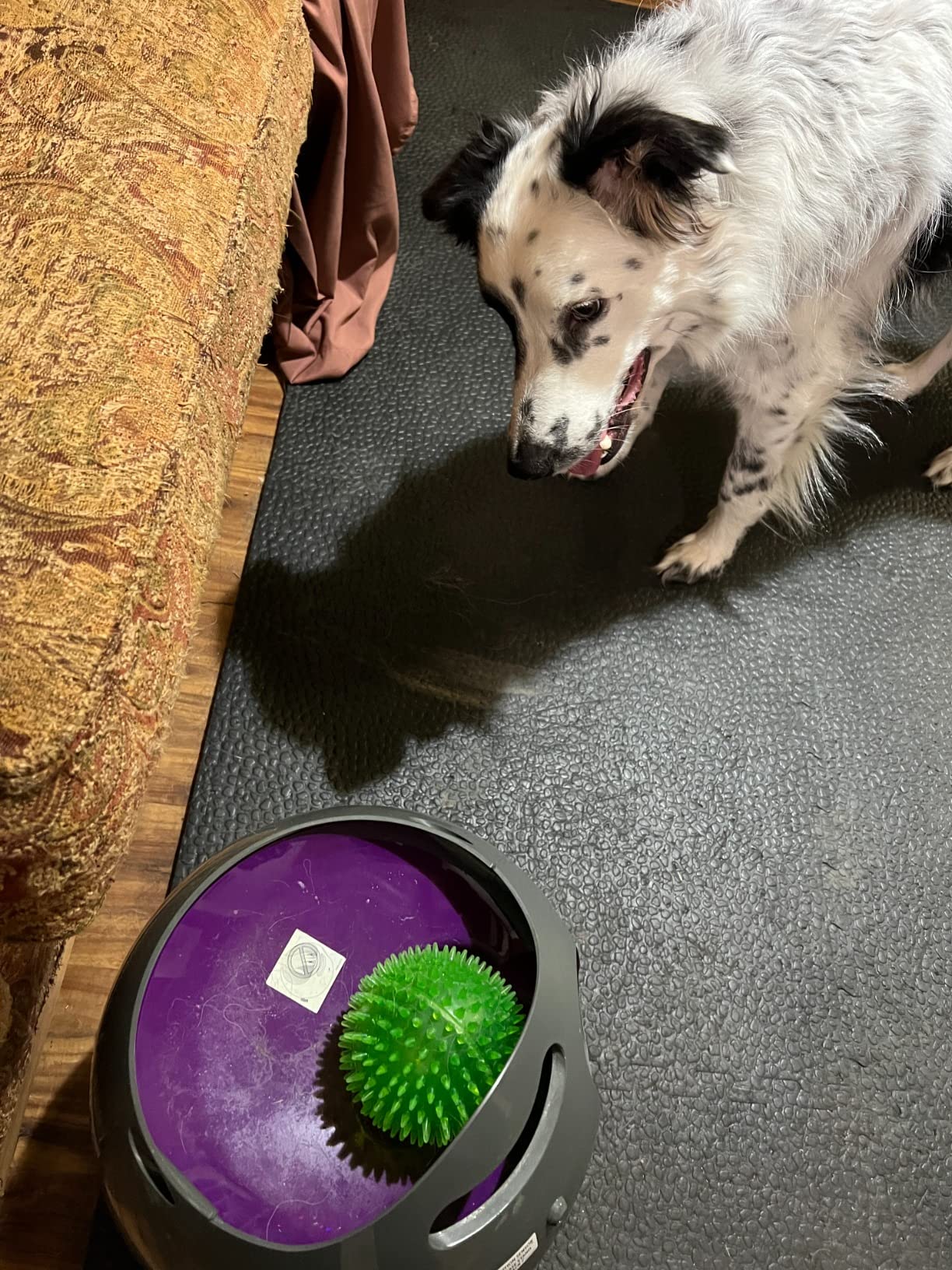PetSafe Automatic Ball Launcher - Interactive Dog Toy for Enrichment - Tennis Balls Included - Motion Sensor Promotes Safe Play - Indoor & Outdoor - Adjustable Range - A/C Adaptor or Batteries customer photo 1