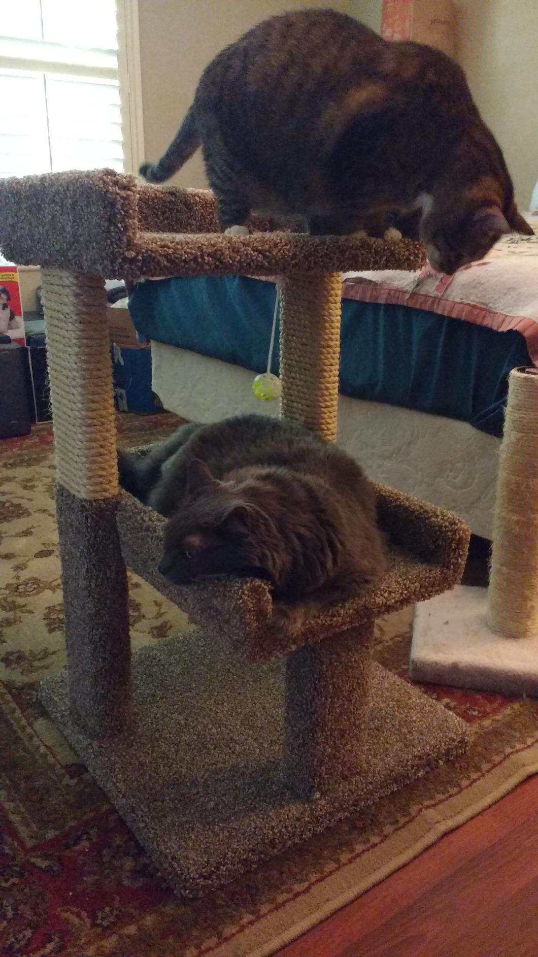 New Cat Condos Large Cat Play Perch customer photo 1