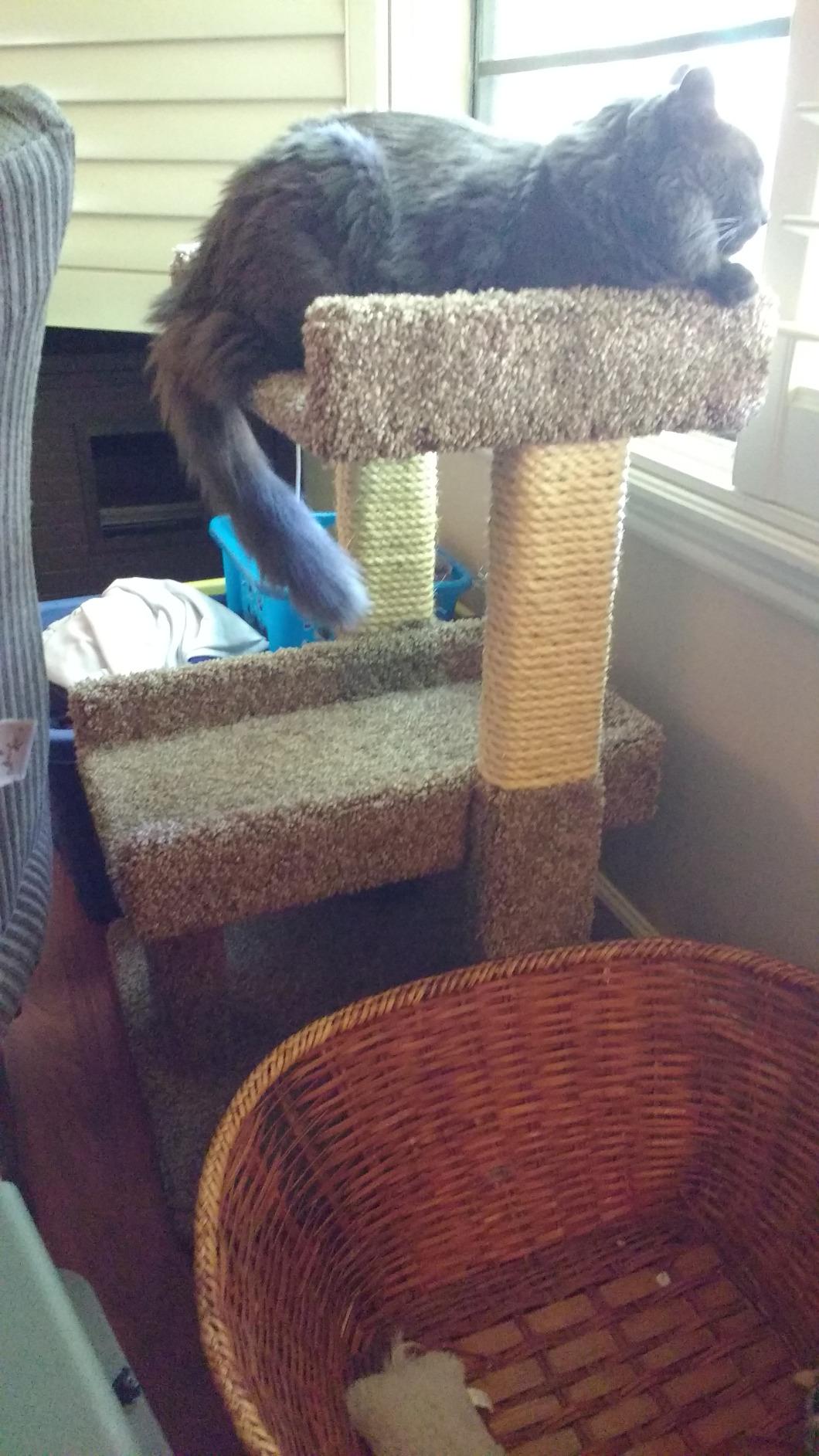 New Cat Condos Large Cat Play Perch customer photo 2
