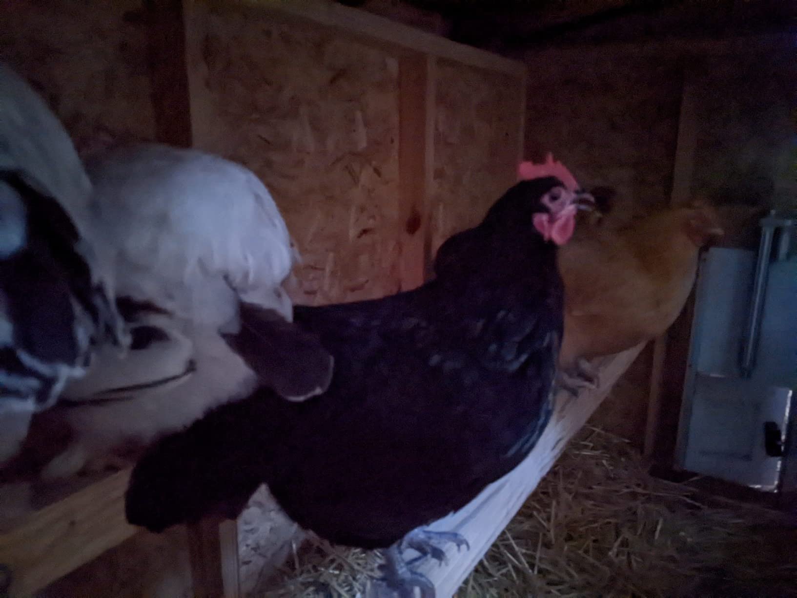 OverEZ Classic Large Chicken Coop for Up to 15 Chickens - Nesting Box - Large Bird, Poultry and Hen House Made from Wood, Made in USA customer photo 2