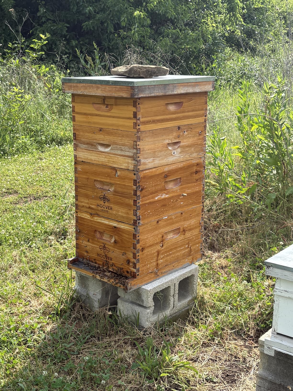 Hoover Hives: The Original Beeswax Coated Beehive Kit. Includes 2 Deep & 1 Medium Boxes with 10 Wooden Frames & Heavy Wax Coated Foundations. Easy Assembly with Predrilled Holes& Screws (Unassembled) customer photo 1