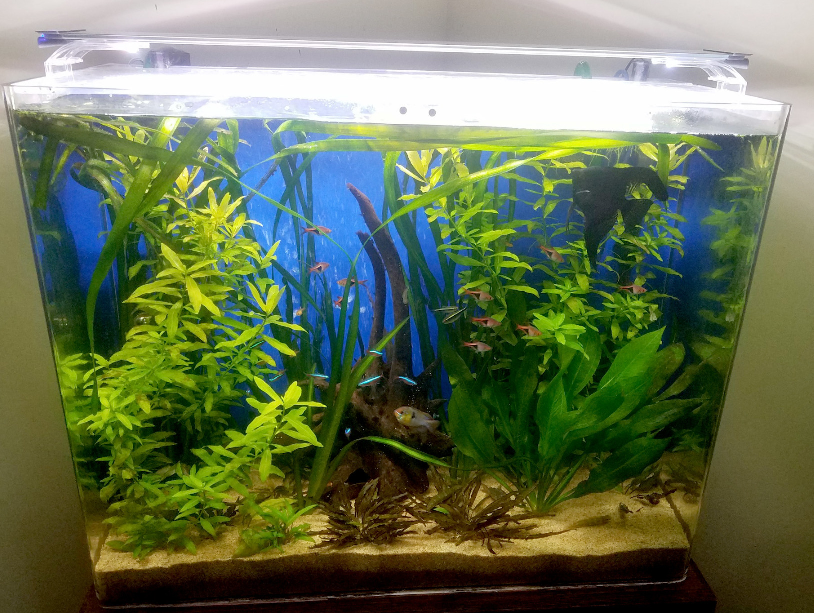 Finnex Planted Plus True 24/7 + HLC Aquarium LED Light, Automated Full Spectrum Fish Tank Light, True 660nm Deep Red Plant LEDs, 20 Inch, (HLC-20) customer photo 2