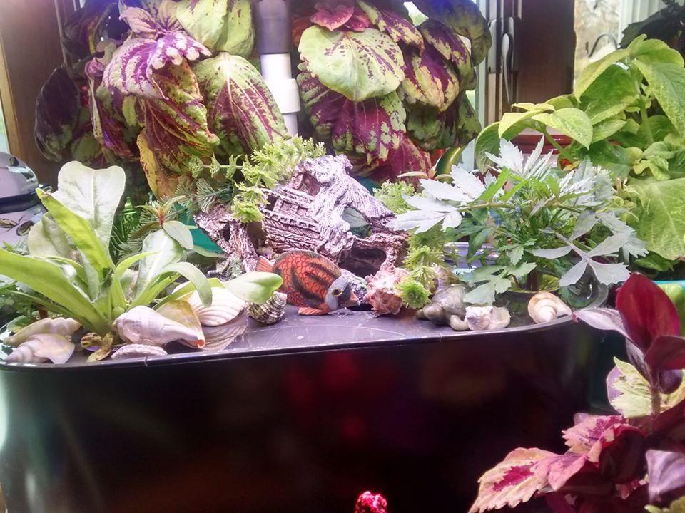 AeroGarden Bounty Basic - Indoor Garden with LED Grow Light, Black customer photo 2