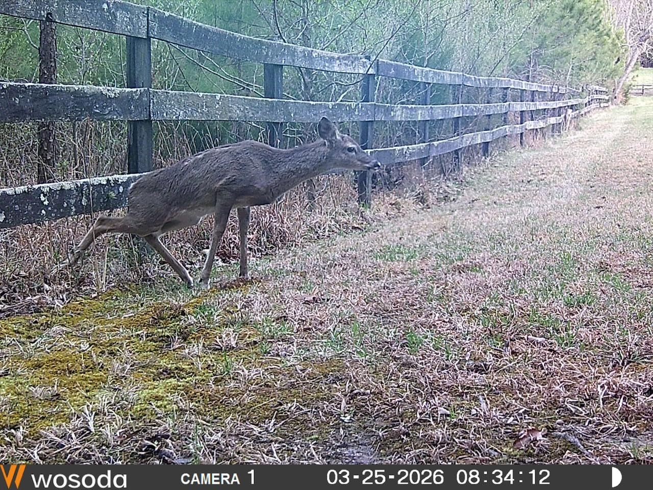 WOSODA 2 Pack Trail Cameras with Night Vision Motion Activated Waterproof, 30MP Game Camera, 1080P HD Trail Cam with SD Card for Wildlife Monitoring, Outdoor Scouting & Security customer photo 2