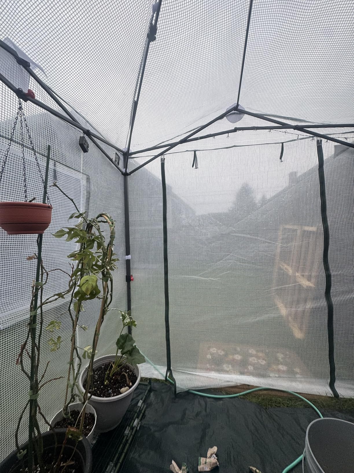 EAGLE PEAK 8x6 Portable Pop-Up Greenhouse with PE Cover customer photo 1
