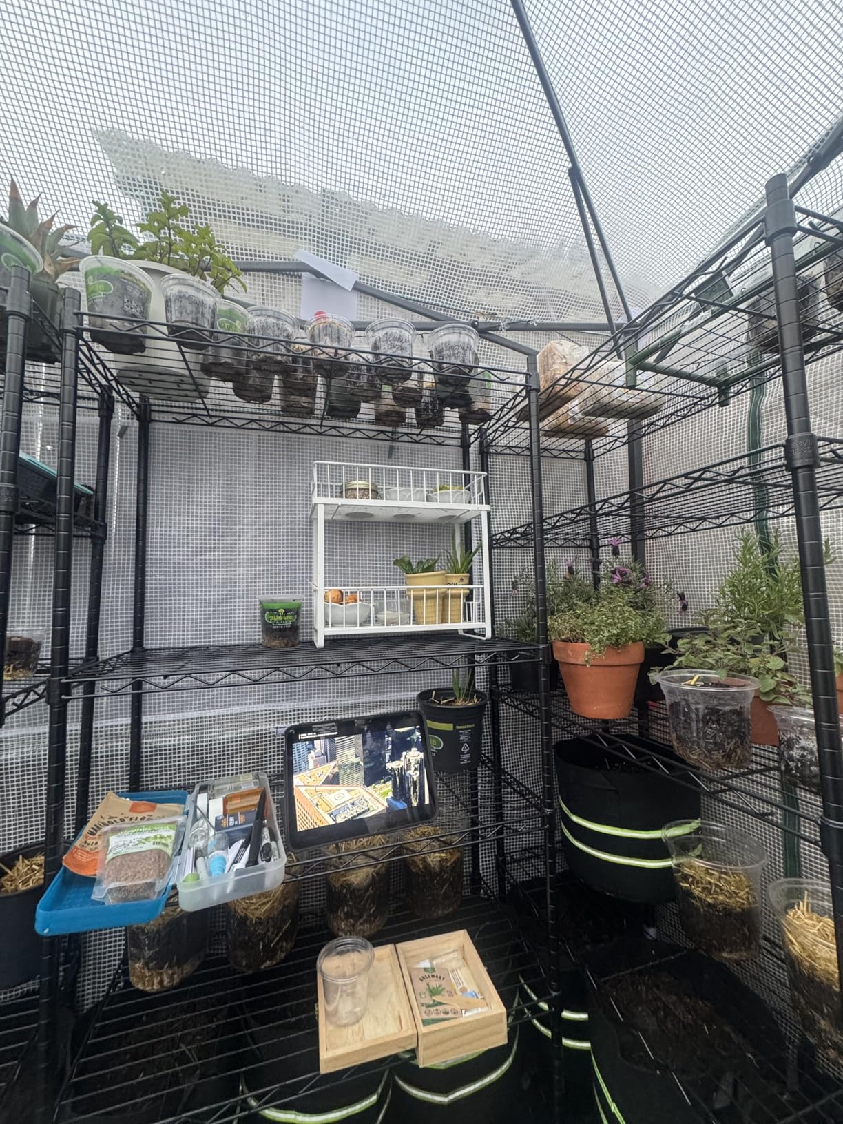 EAGLE PEAK 8x6 Portable Pop-Up Greenhouse with PE Cover customer photo 2