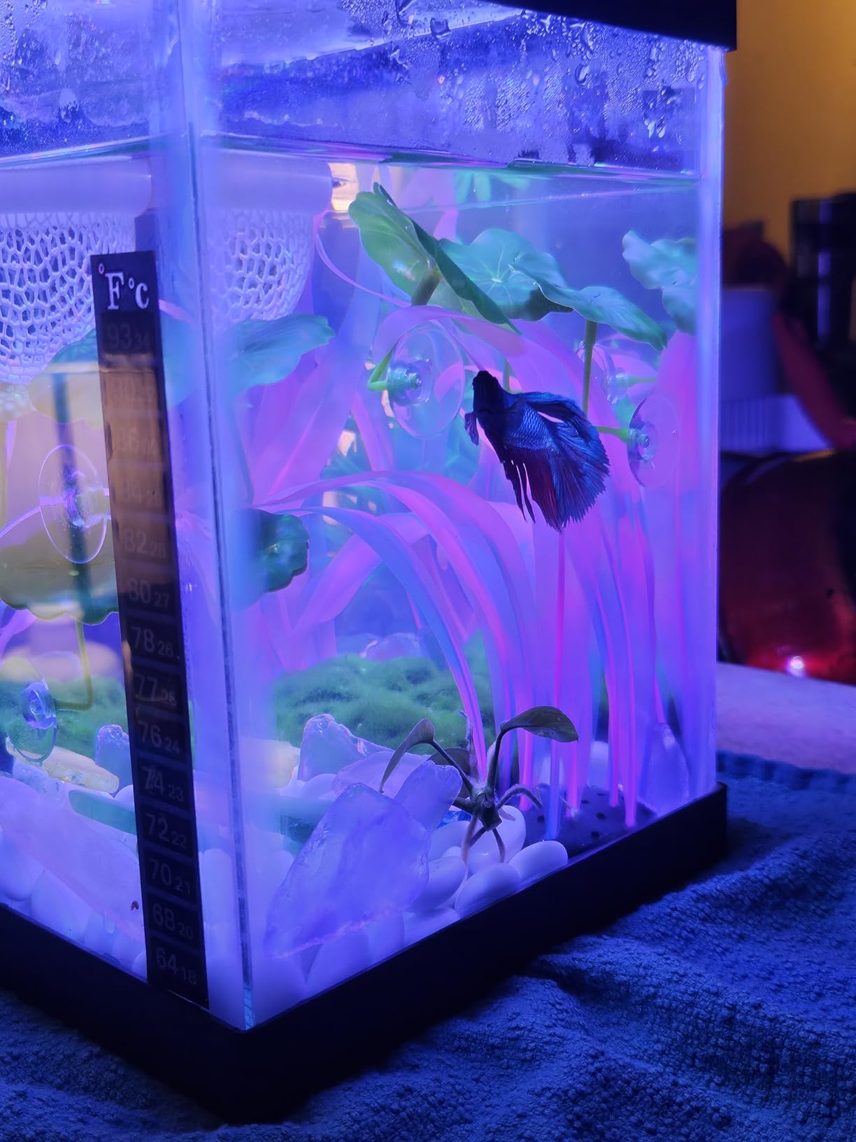 PULACO 25Watt Mini Aquarium Submersible Betta Heater with Free Thermometer Strip for 1-6 Gallon Fish Tanks (Preset 78F) customer photo 2