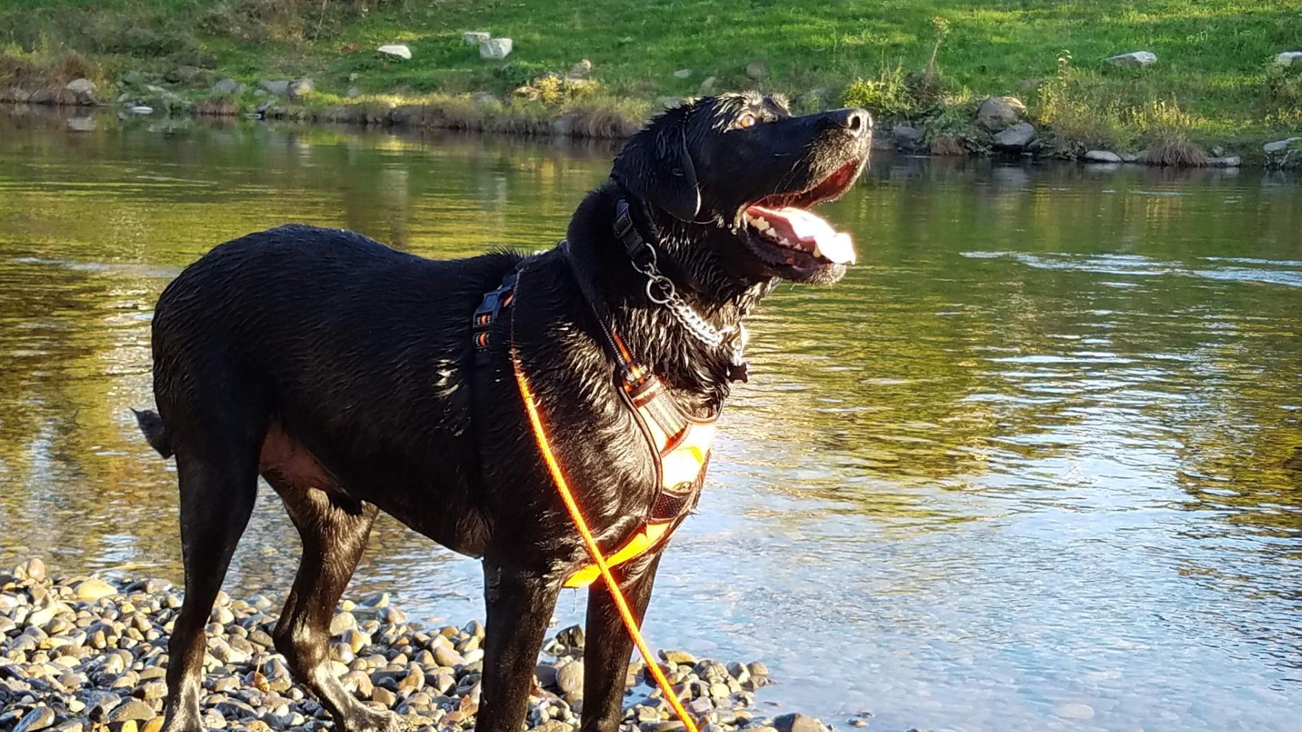SportDOG YardTrainer 300 Remote Trainer - Off-Leash Safety Tool - Quick-Charge - Waterproof DryTek Technology - Compact E-Collar - Remote Dog Collar - 300-Yard Range customer photo 1