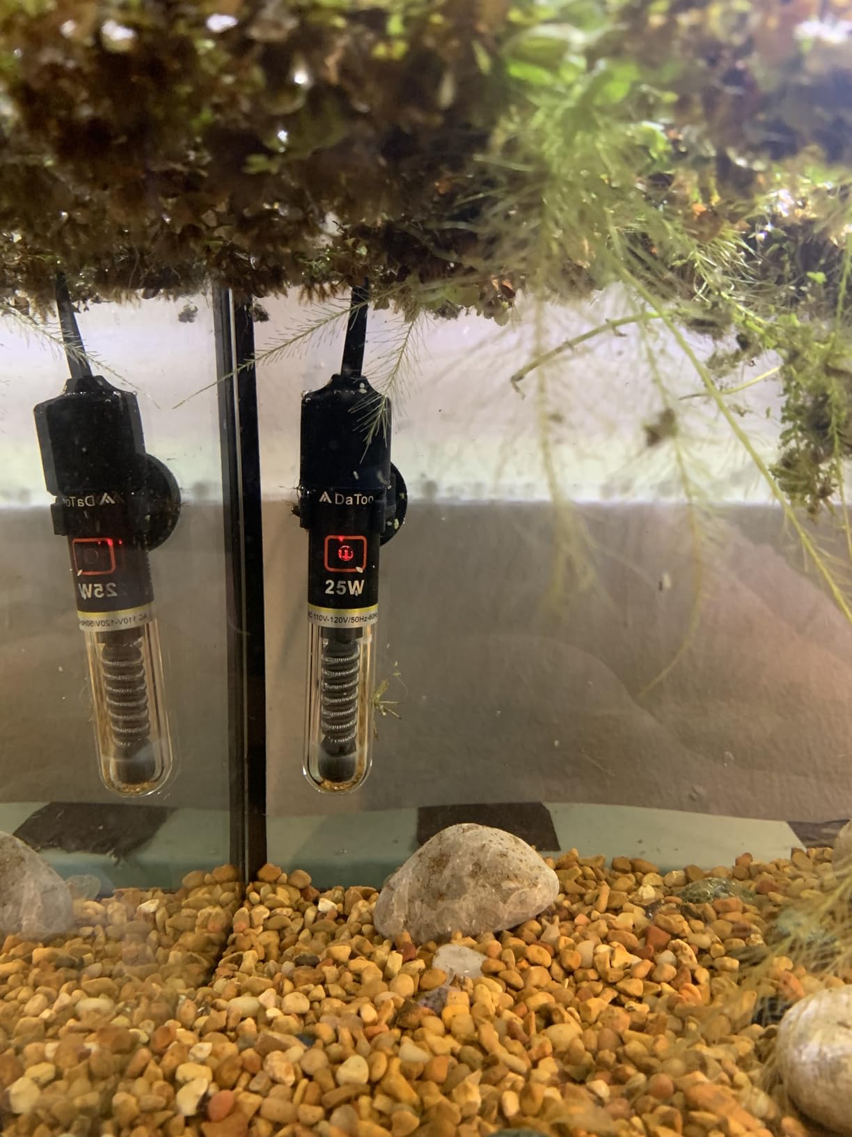 DaToo Mini Aquarium Heater 25W Small Fish Tank Heater with Free Thermometer Sticker customer photo 1