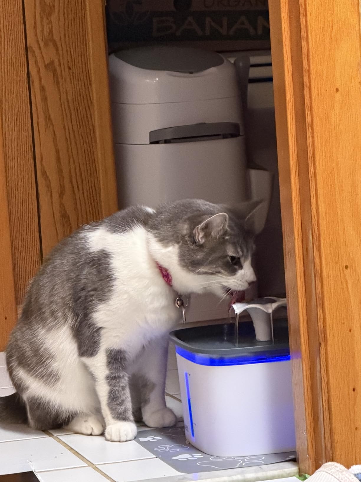 Veken Innovation Award Winner 95oz/2.8L Pet Fountain, Automatic Cat Water Fountain Dog Water Dispenser with Replacement Filters for Cats, Dogs, Multiple Pets (Blue, Plastic) customer photo 2