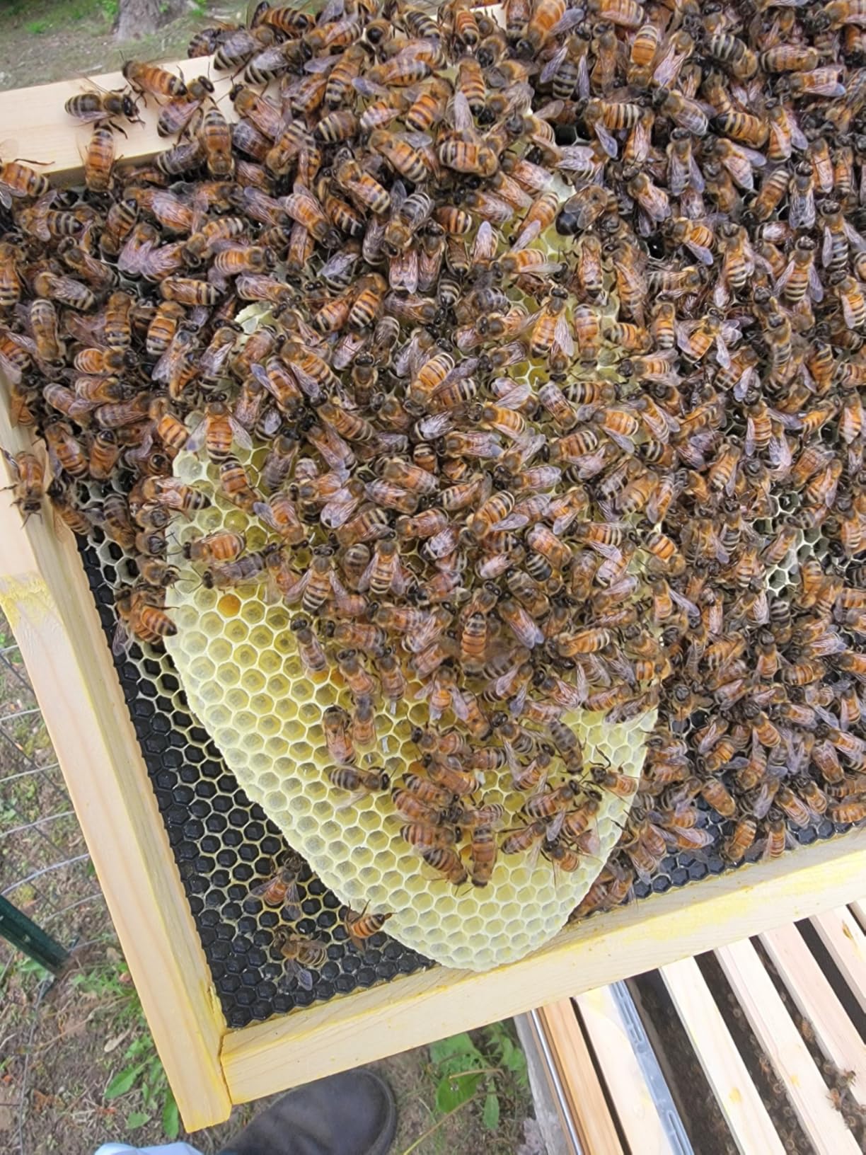 BeeCastle 8 Frame Langstroth Bee Hive Coated with Beeswax Includes Beehive Frames and Waxed Foundations (2 Deep Boxes & 1 Medium Box) customer photo 2