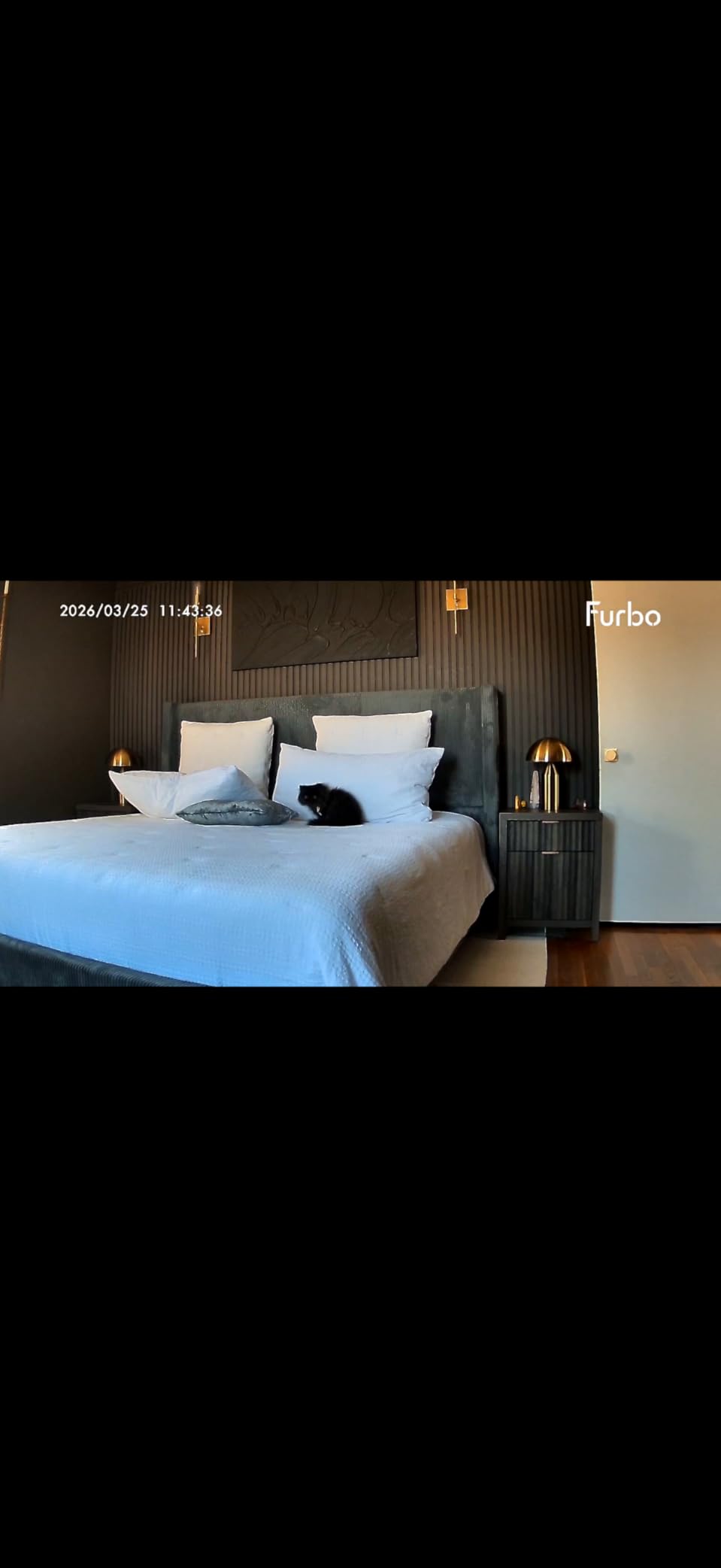 Furbo 360° Dog Camera: Pet Security Cam w/Barking Alerts, Rotating View, Treat Toss w/Phone App, Smart Home Puppy Monitoring, 2-Way Speaker, No Subscription Needed. Standard See, Talk, & Toss Features customer photo 1