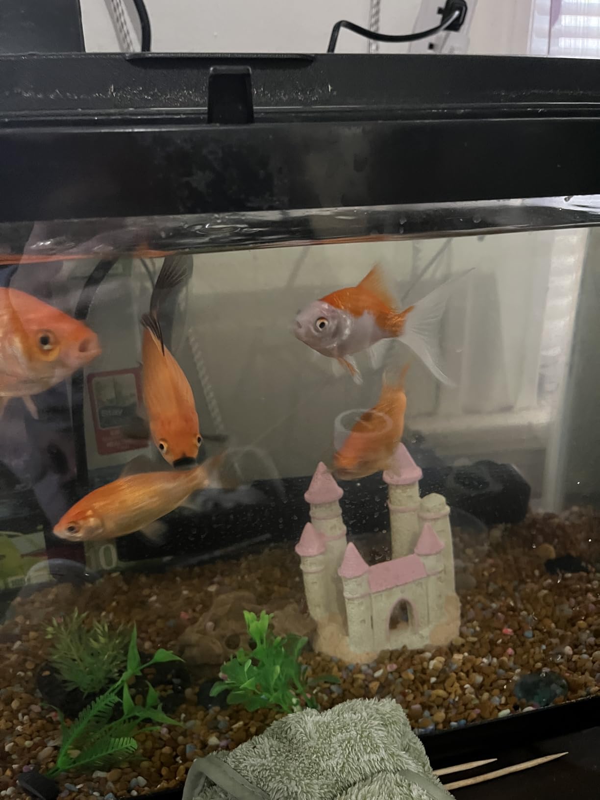 HiTauing Aquarium Heater, 50W/100W/200W/300W/500W Submersible Fish Tank Heater with Over-Temperature Protection and Automatic Power-Off When Leaving Water customer photo 2