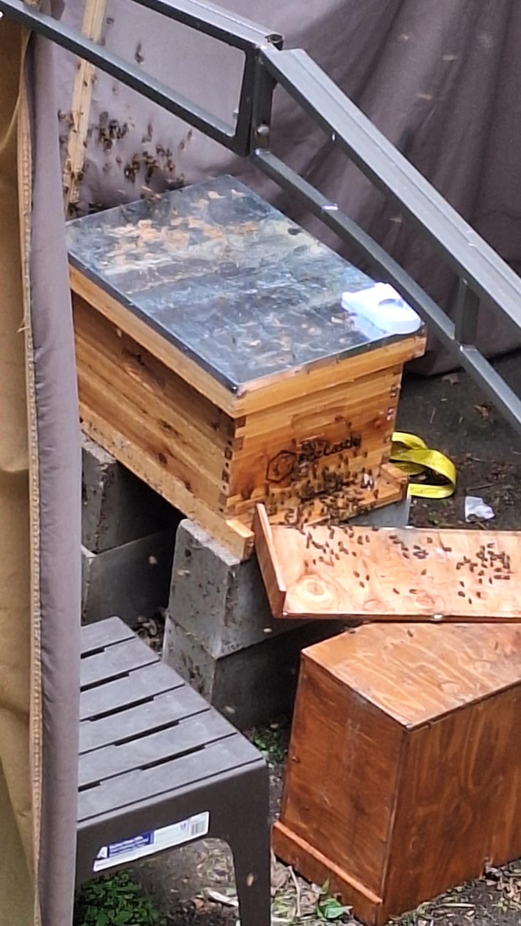 BeeCastle 8-Frame Bee Hives and Supplies Starter Kit, Beehive Kit Dipped in 100% Beeswax, Bee Keeping Supplies-All Beginners Kit Includes Beekeeping Supplies Tool Set and Bee Suit customer photo 2
