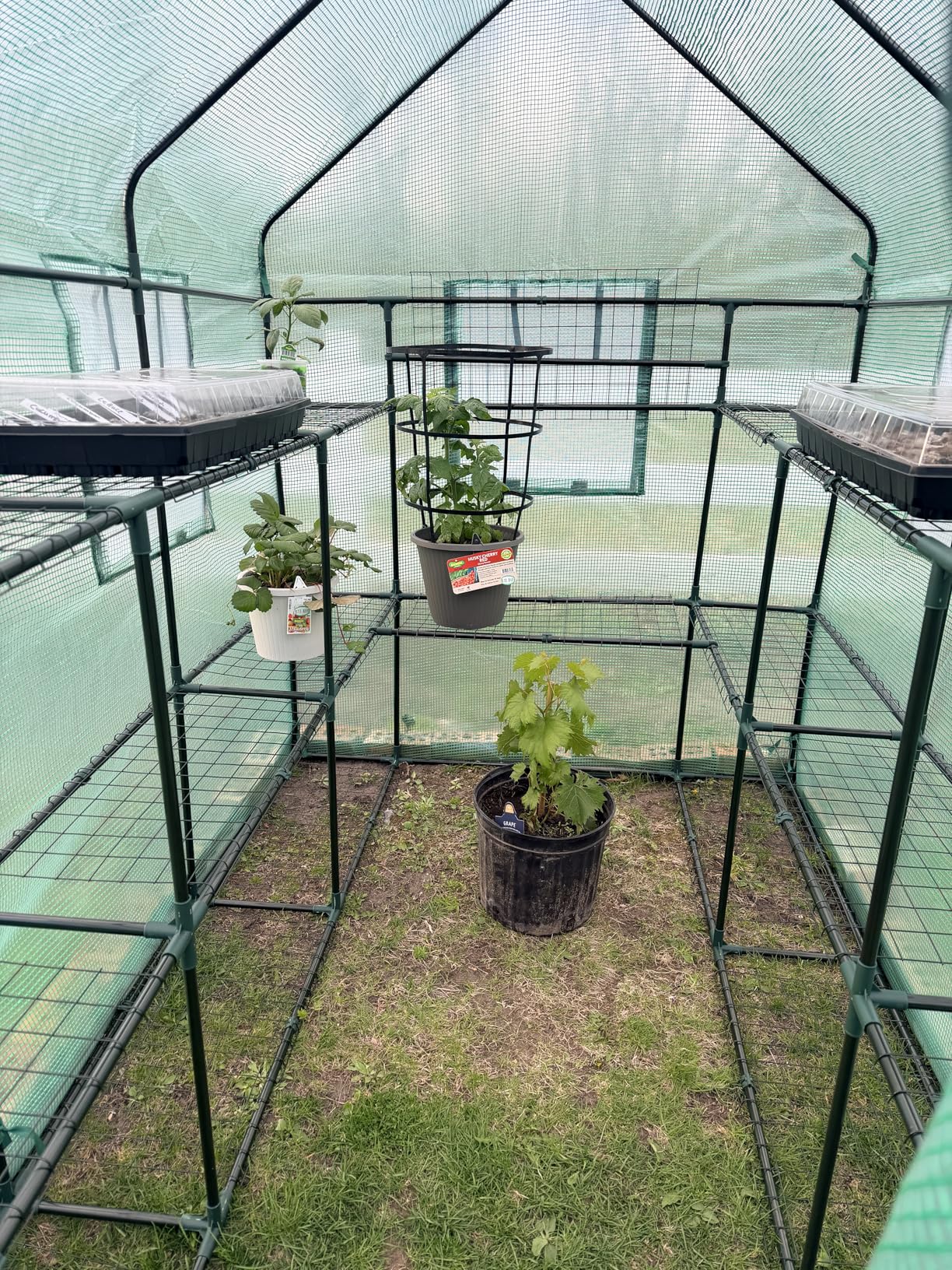 SUNGIFT 57x61x80 Walk-in Greenhouse with 10 Shelves customer photo 1