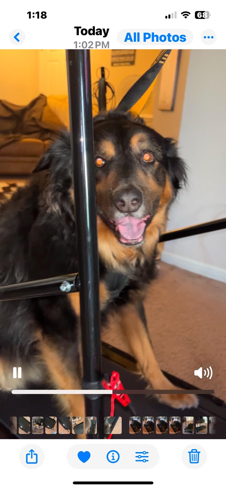Lifepro PawRunner Dog Treadmill for Small Dogs, Dog Treadmill for Medium Dogs, Pet Treadmill for Dogs up to 130lbs, Dog Pacer Treadmill Indoor Dog Running Machine, Small Dog Treadmill for Dog Fitness customer photo 2