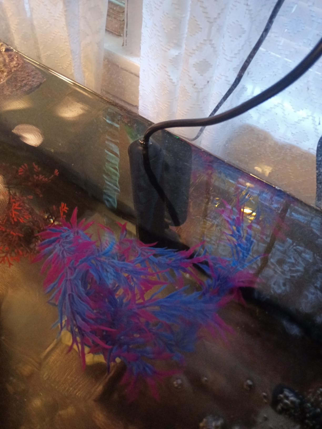 HiTauing Aquarium Heater, 200W Fish Tank Heater with LED Digital Display and 5 Safety Protection for 20-40 Gallon Fish Tank customer photo 2