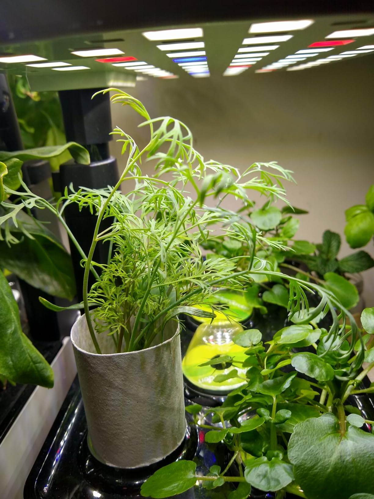 AeroGarden Harvest Lite - Soil-Free Indoor Hydroponic Garden with LED Grow Light for Year-Round Gardening of up to 6 Herbs and Vegetables customer photo 1