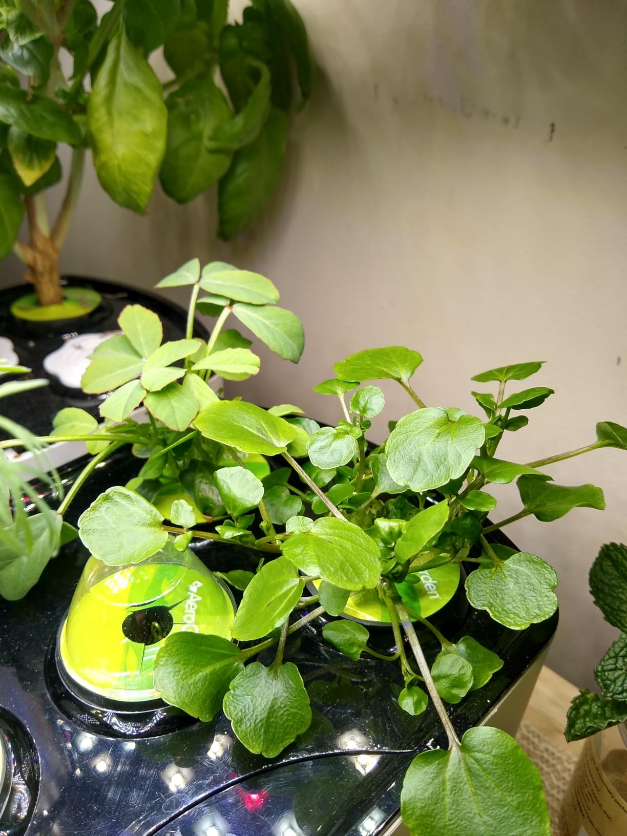 AeroGarden Harvest Lite - Soil-Free Indoor Hydroponic Garden with LED Grow Light for Year-Round Gardening of up to 6 Herbs and Vegetables customer photo 2