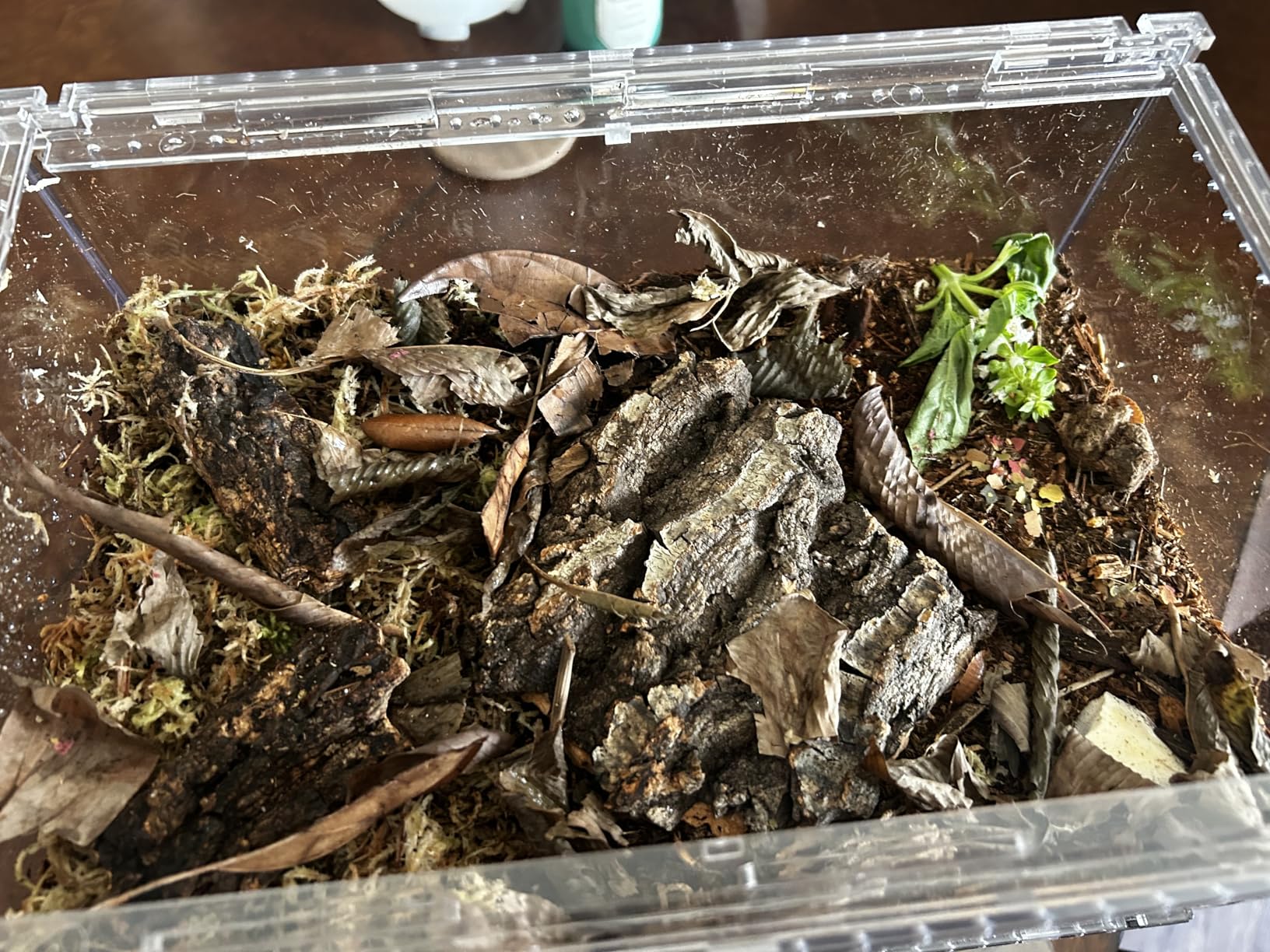 Reptile PC Terrarium, Tarantula Enclosure, Spider Tank Starter Kit, Leopard Gecko Container, Hermit Crab Habitat, Lizard Enclosure, Insect Housing, Jumping Spider Cage, Small Bearded Dragon Vivarium (S) customer photo 1