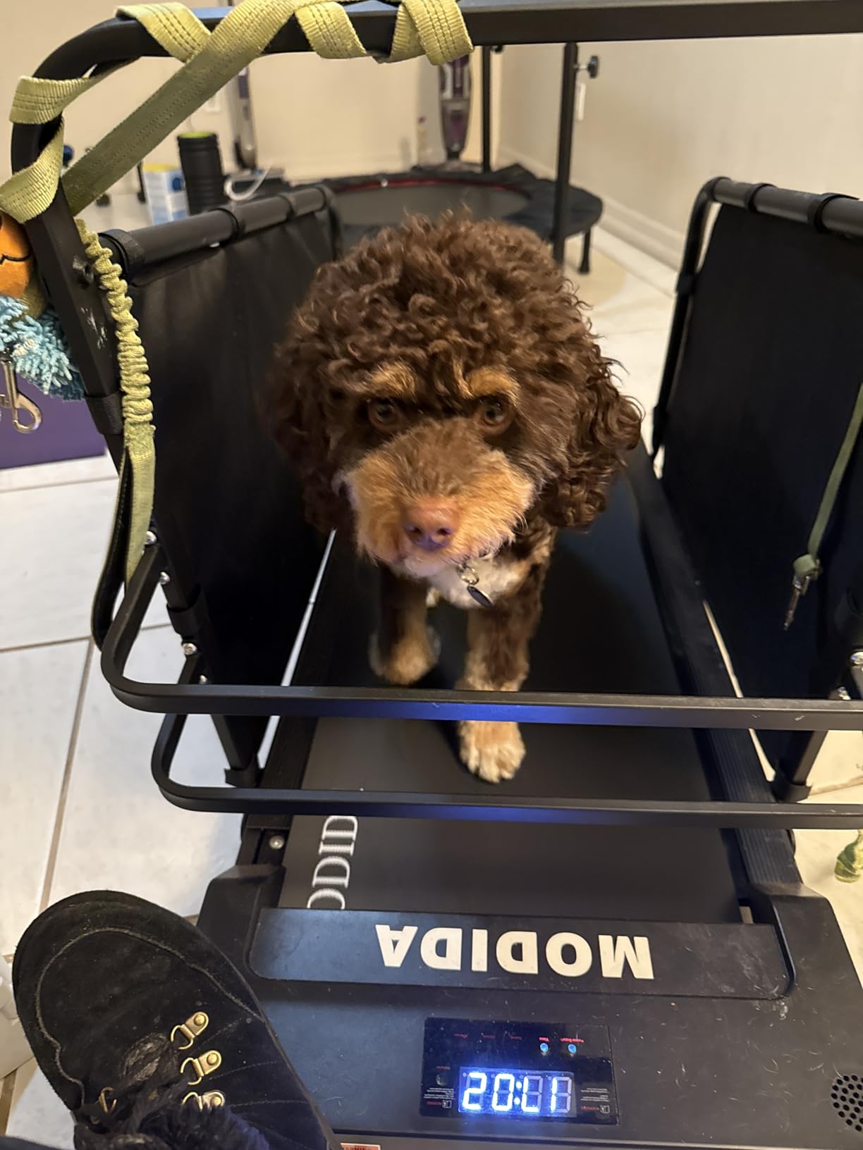 Dog Treadmill | Adjustable Speed 1-8km/h Pet Treadmill for Dogs | Indoor Dog Exercise & Training Machine | Quiet Home Pet Running Equipment with LED Display for Time, Distance & Calories customer photo 1