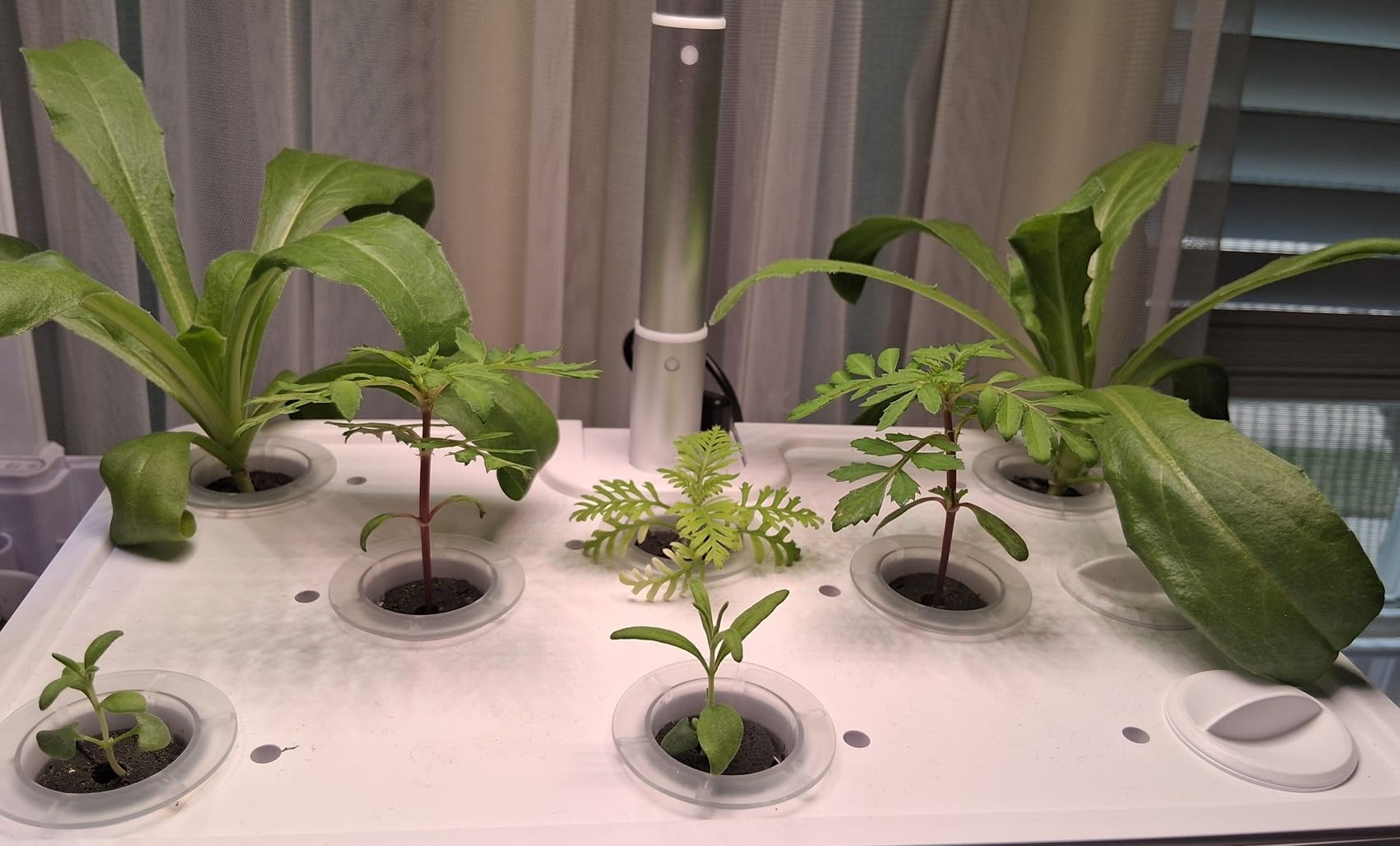URUQ Hydroponics Growing System Garden: 8 Pods Indoor Herb Garden with Grow Light Plants Germination Kit customer photo 2
