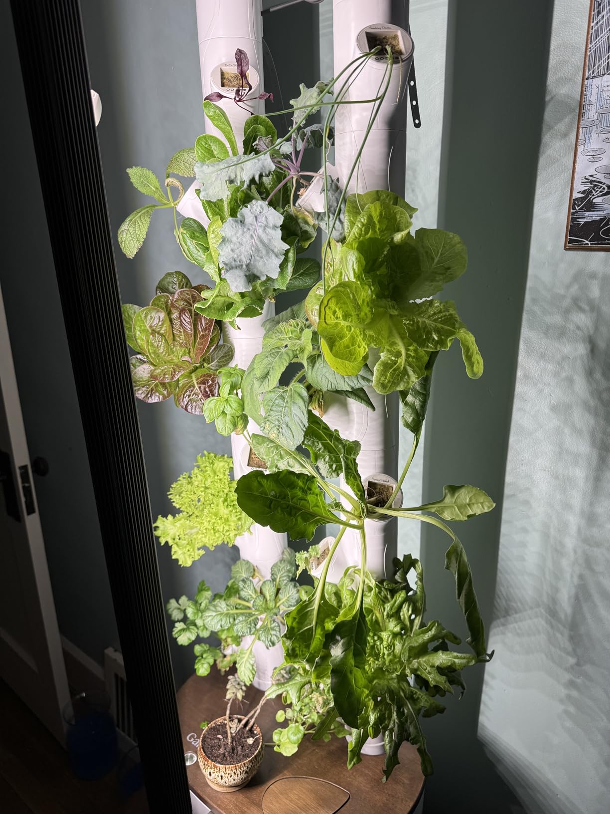 Gardyn Studio 2 Hydroponics Growing System - 16 Non-GMO Plants, Herbs, Vegetables - Smart Tower - Hydroponic Herb Garden Planter Indoor Kit - Indoor Gardening System w/Grow Lights customer photo 2