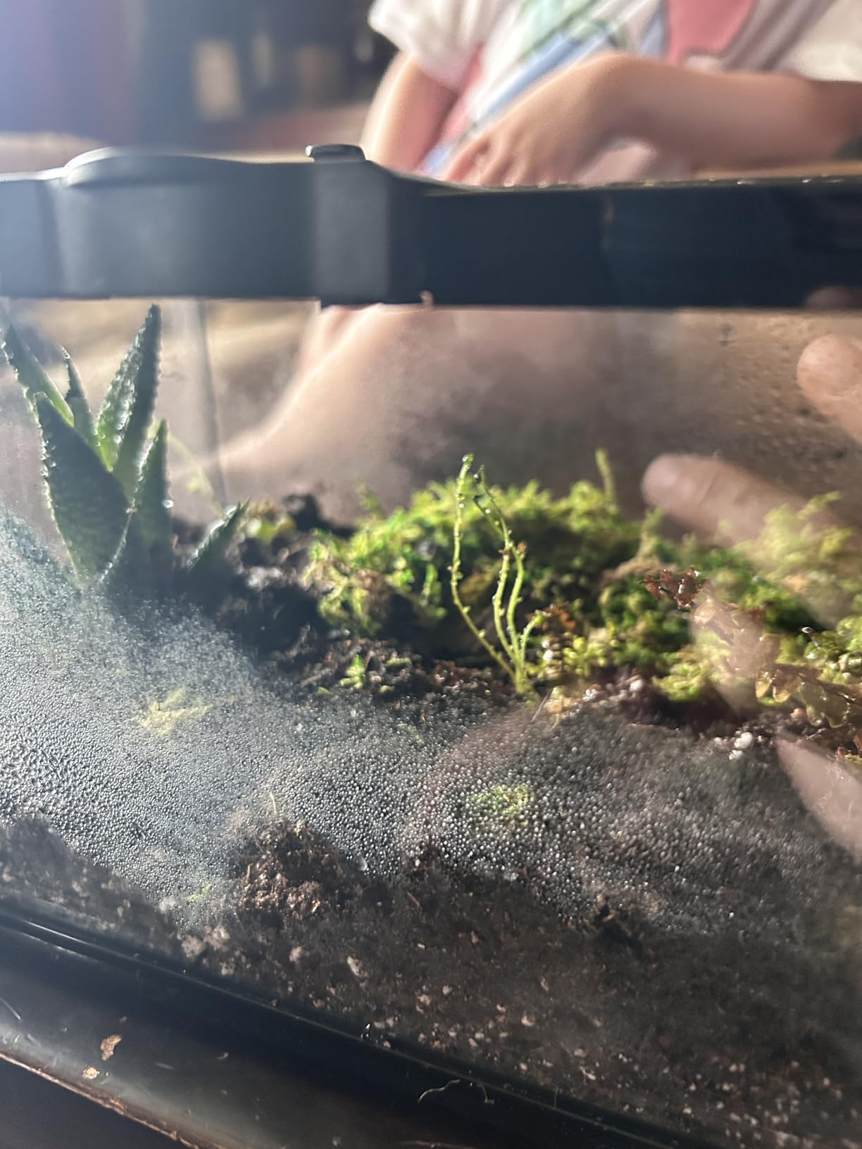 Reptile Terrarium Glass Kit 12